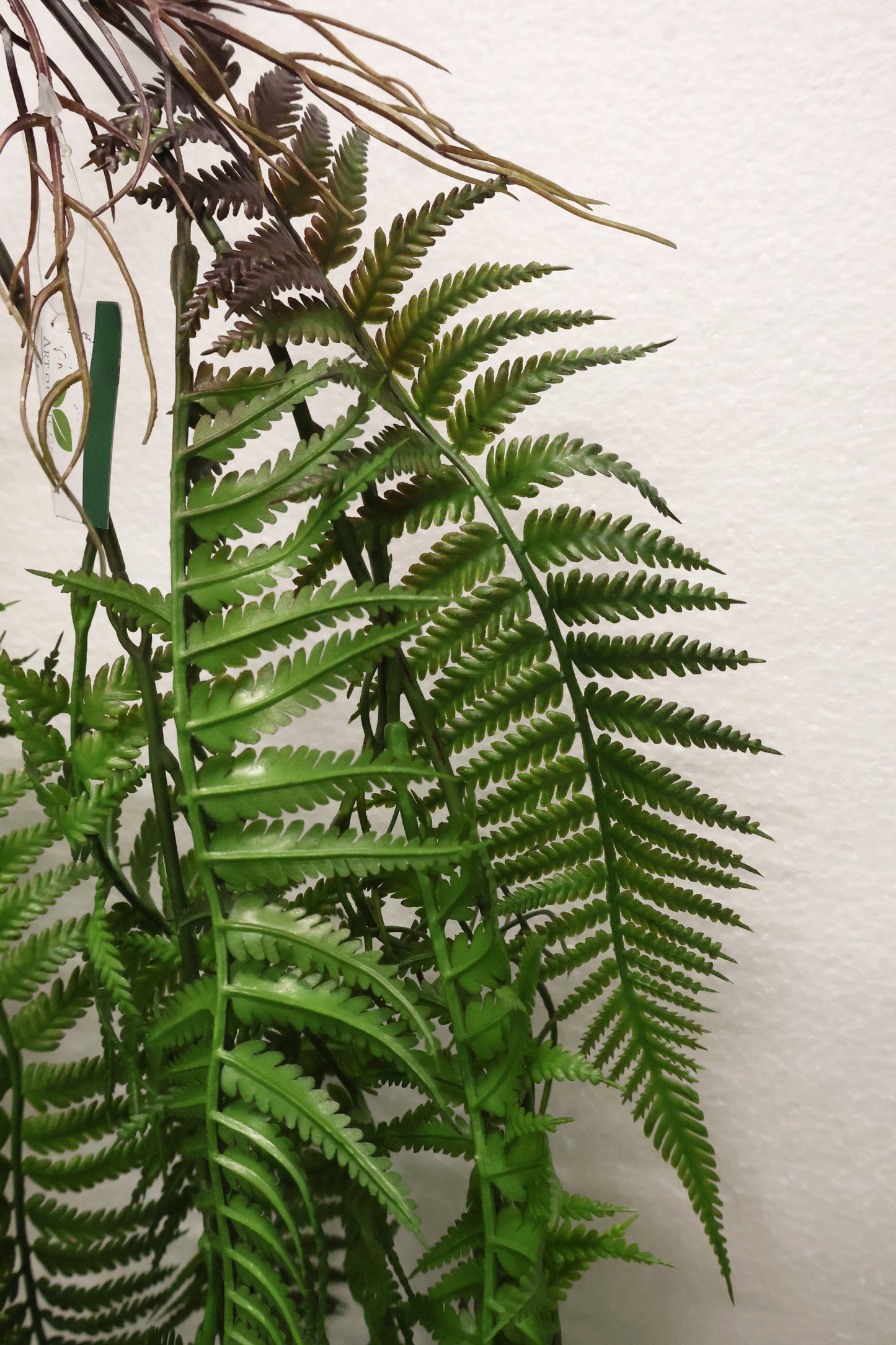 LADY FERN VINE (ATHYRIUM FILIX-FEMINA) — 45" (114 cm)