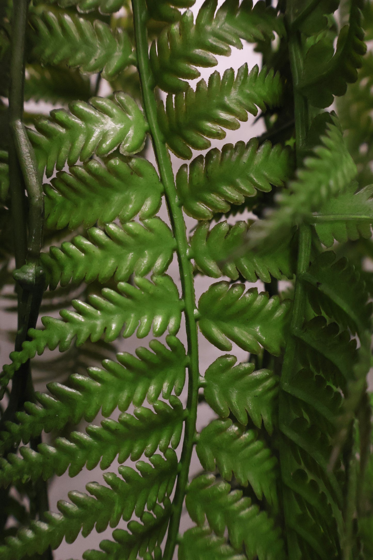 LADY FERN VINE (ATHYRIUM FILIX-FEMINA) — 45" (114 cm)