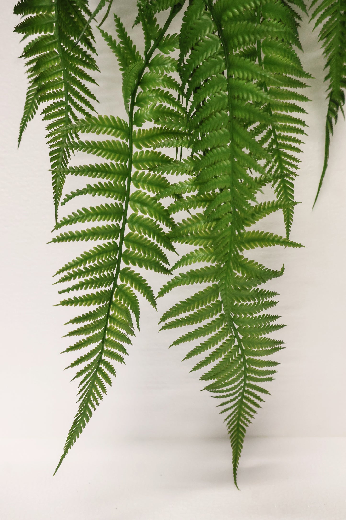 LADY FERN VINE (ATHYRIUM FILIX-FEMINA) — 45" (114 cm)