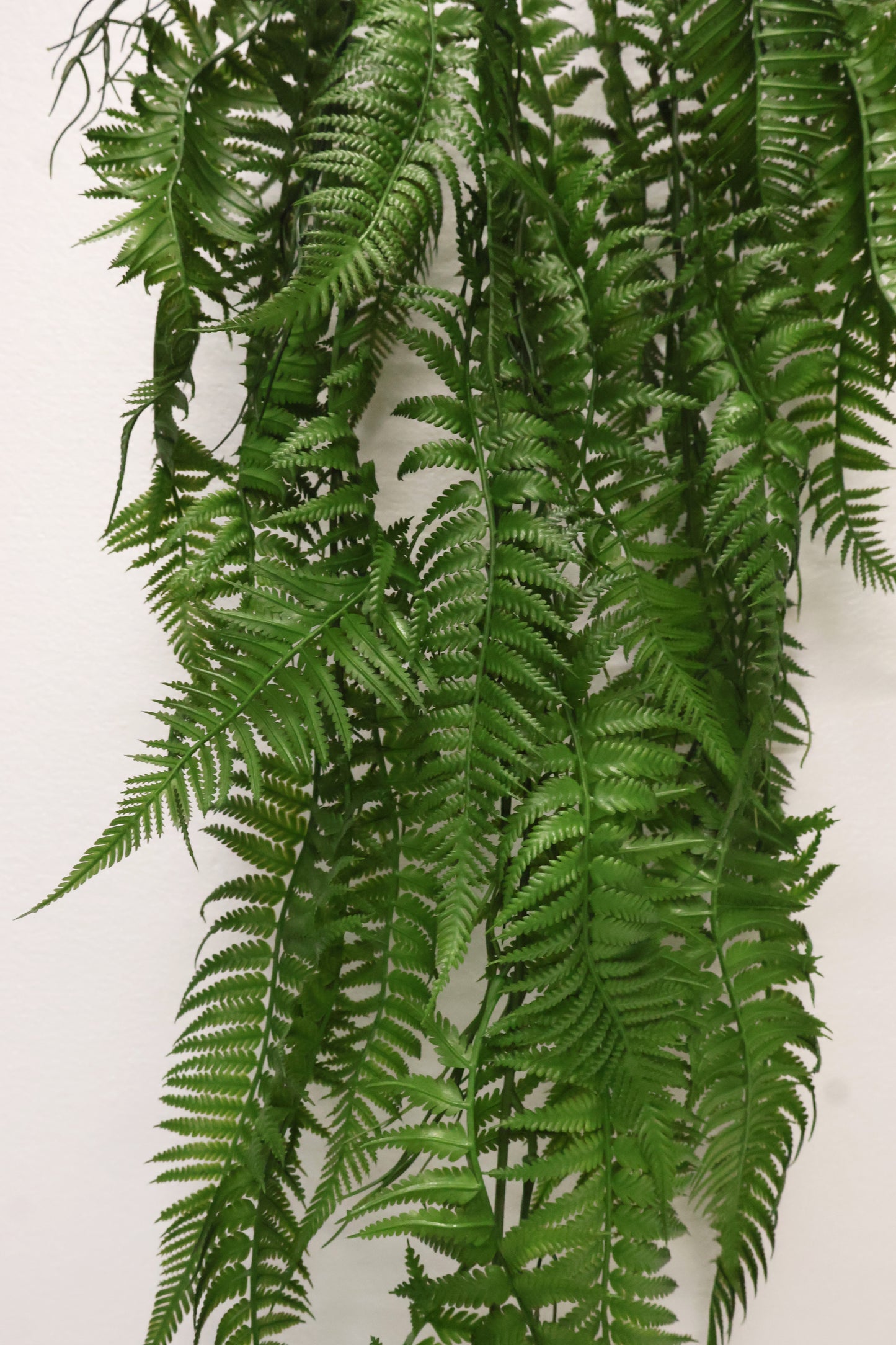 LADY FERN VINE (ATHYRIUM FILIX-FEMINA) — 45" (114 cm)