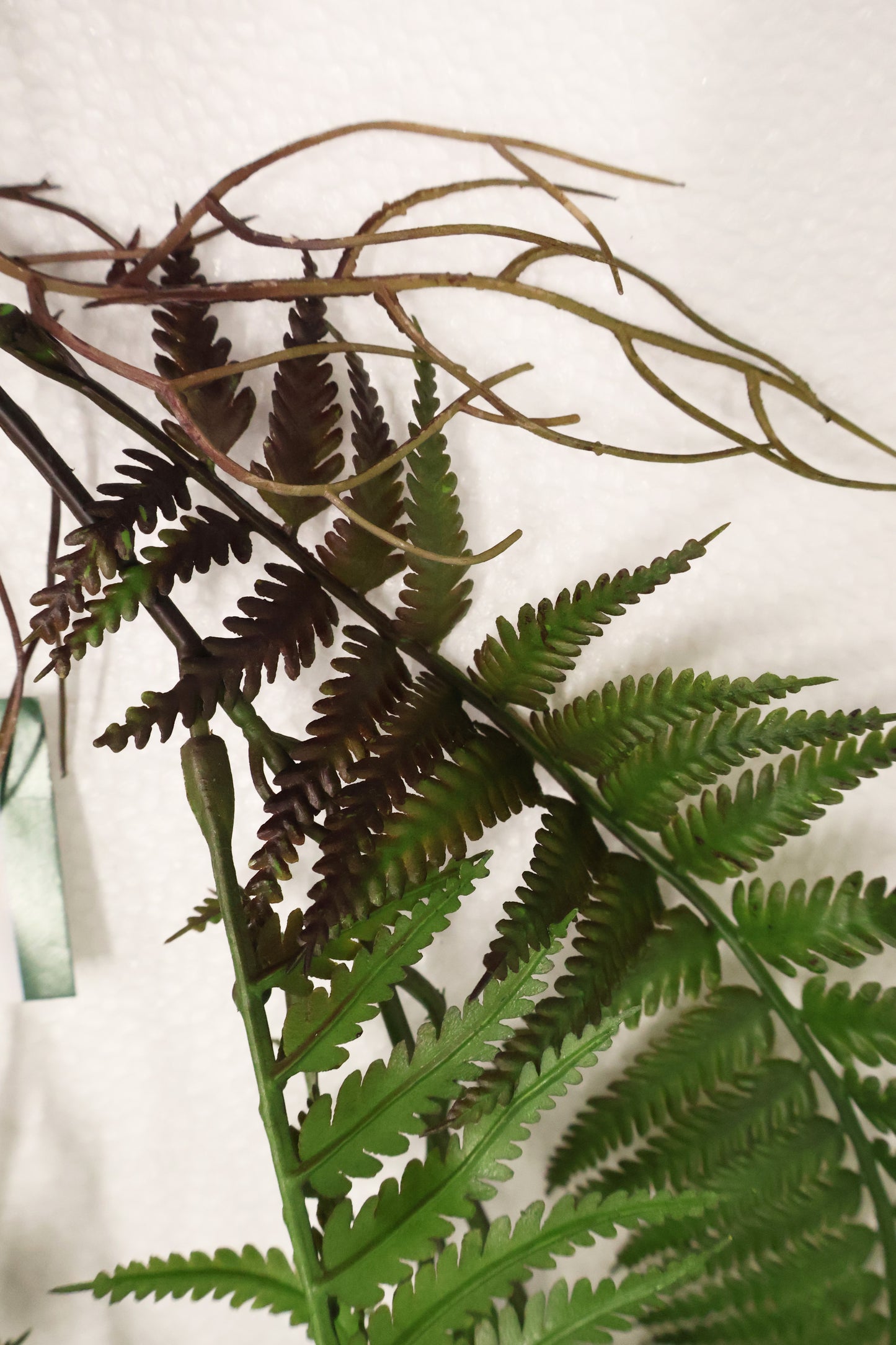 LADY FERN VINE (ATHYRIUM FILIX-FEMINA) — 45" (114 cm)