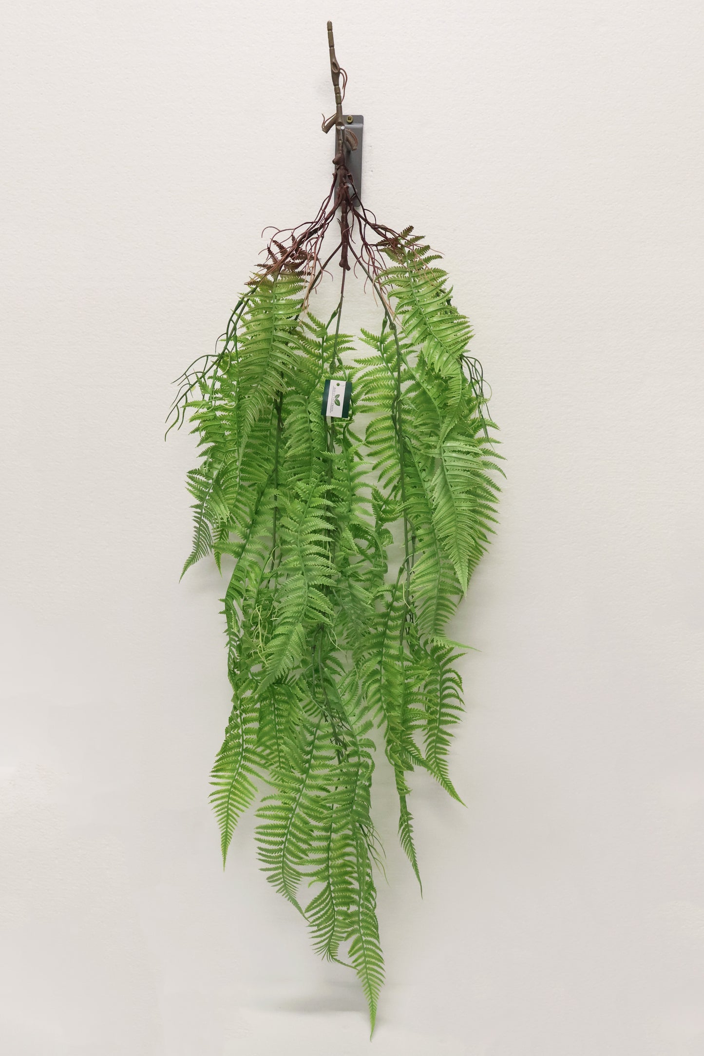 LADY FERN VINE (ATHYRIUM FILIX-FEMINA) — 45" (114 cm)