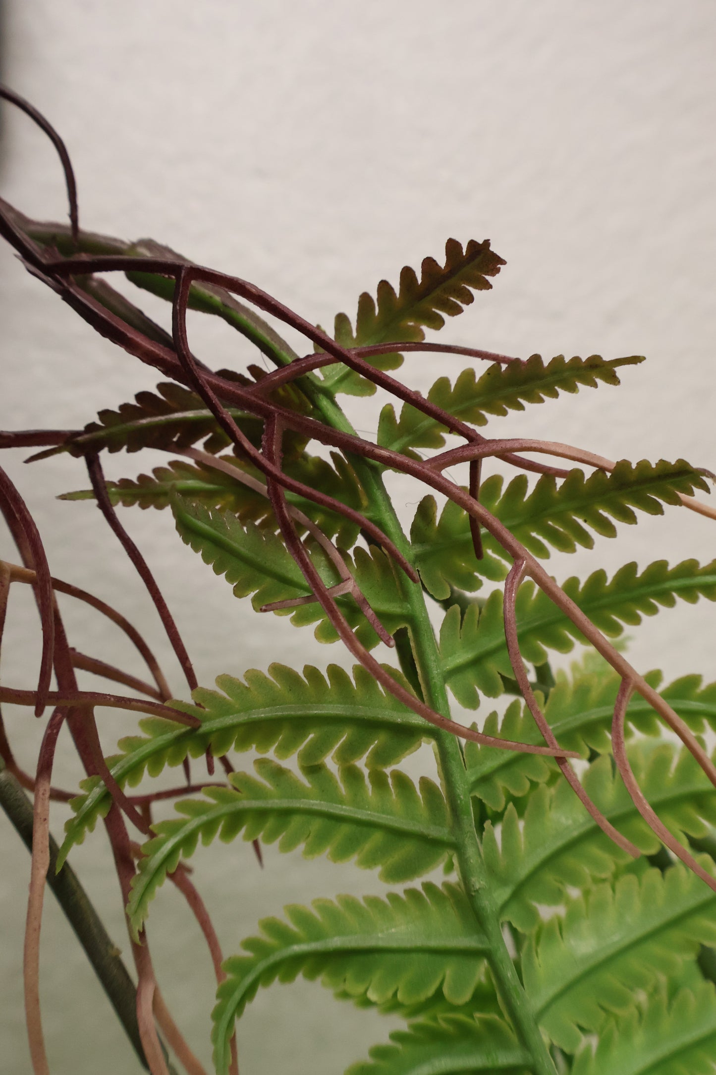 LADY FERN VINE (ATHYRIUM FILIX-FEMINA) — 45" (114 cm)