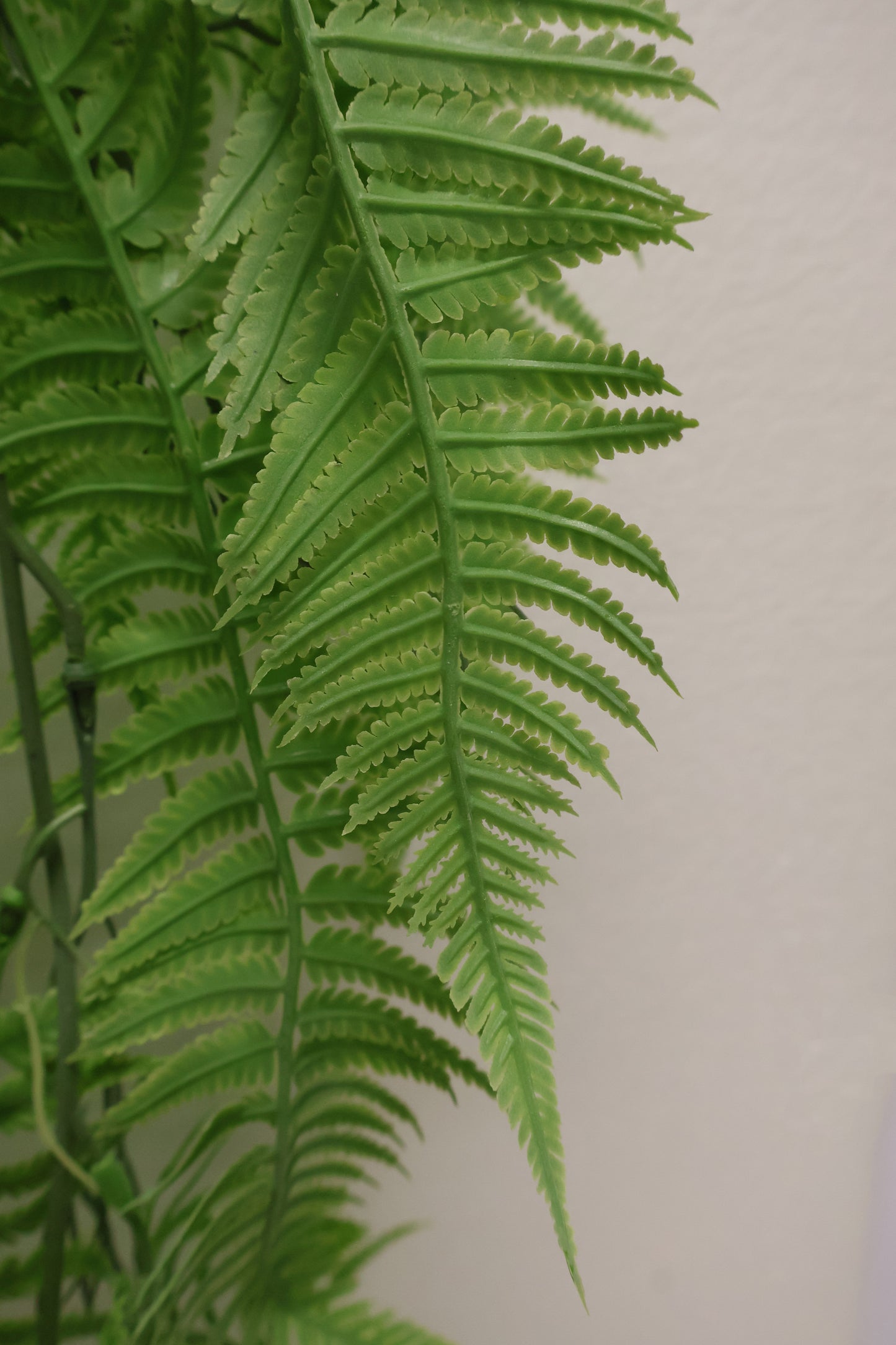 LADY FERN VINE (ATHYRIUM FILIX-FEMINA) — 45" (114 cm)