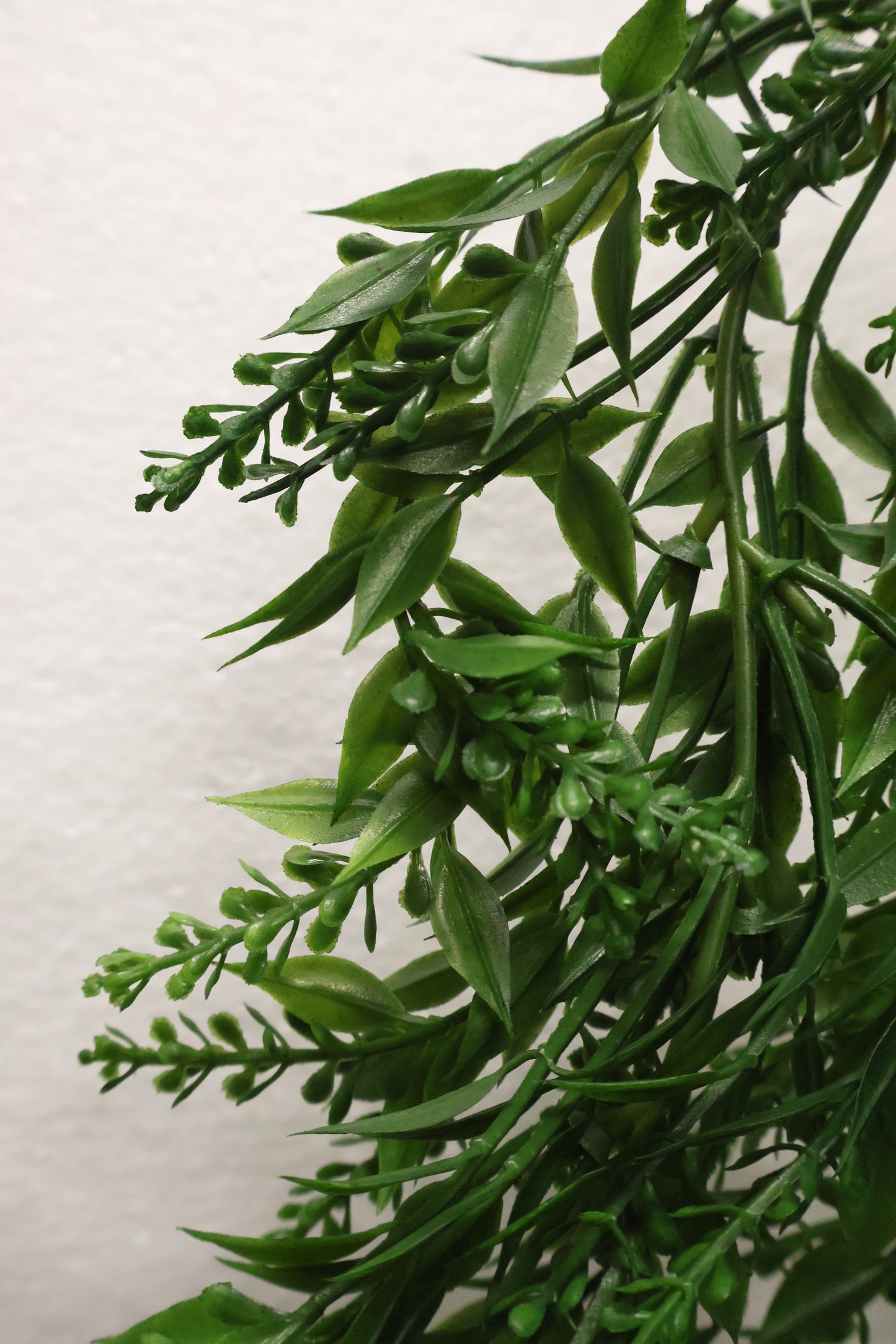 BASIL BUD VINE (BOXWOOD TYPE) — 34" (86 cm)