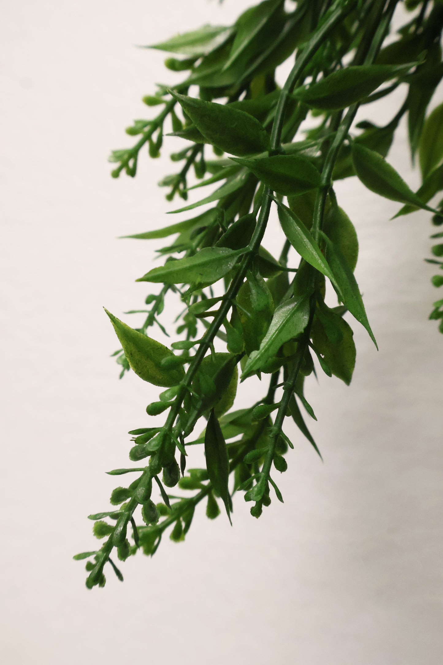 BASIL BUD VINE (BOXWOOD TYPE) — 34" (86 cm)