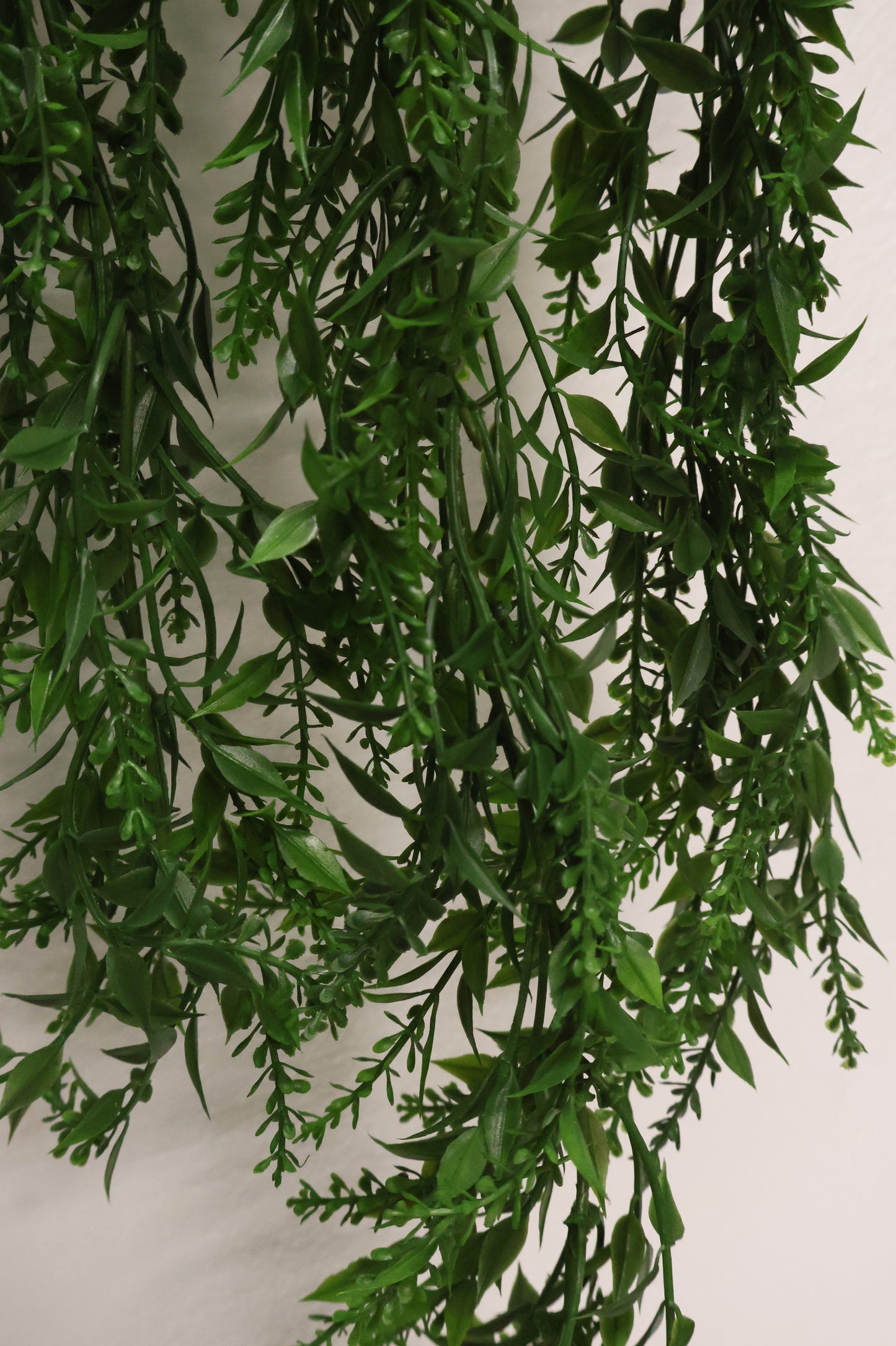 BASIL BUD VINE (BOXWOOD TYPE) — 34" (86 cm)