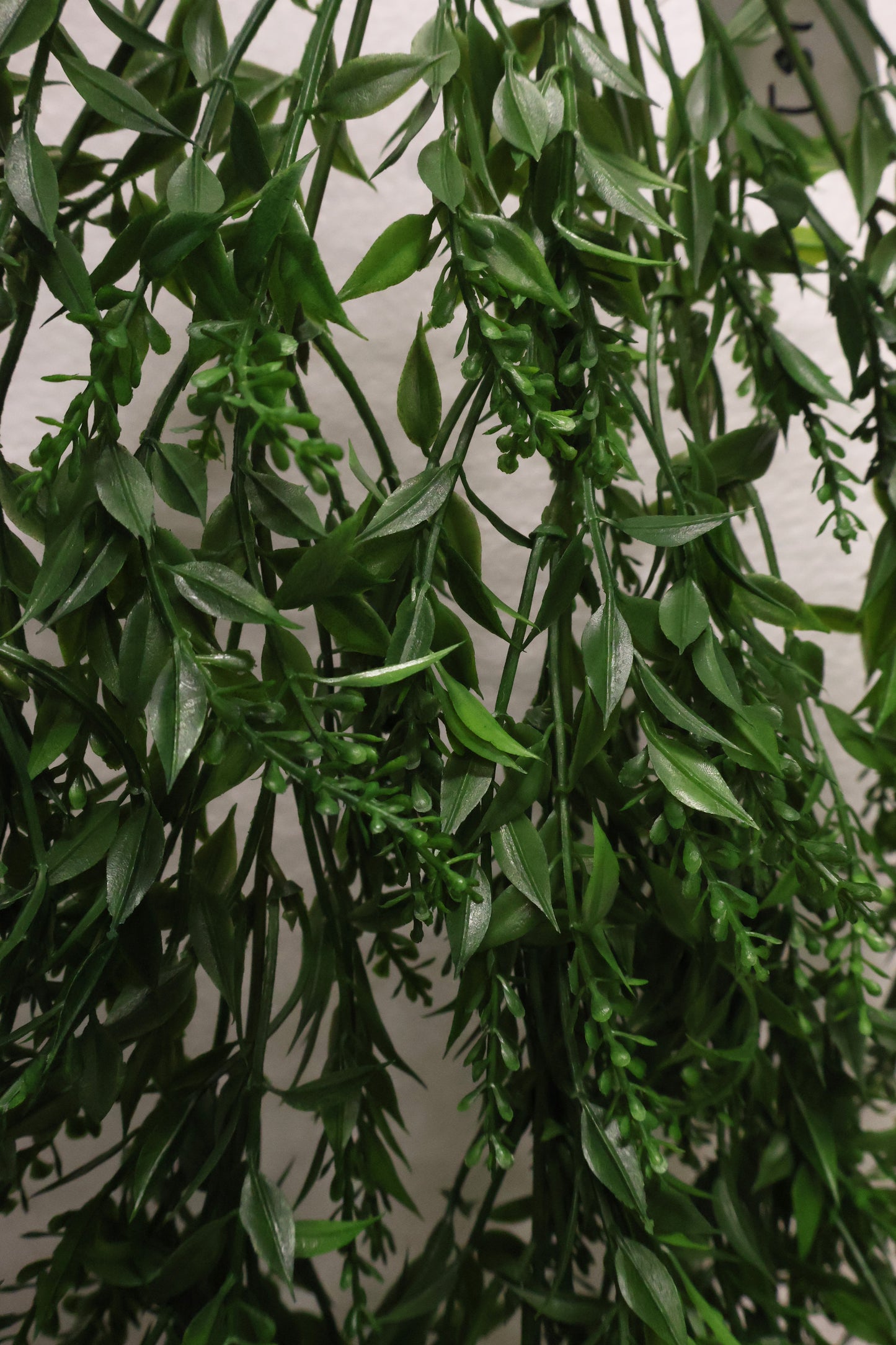 BASIL BUD VINE (BOXWOOD TYPE) — 34" (86 cm)