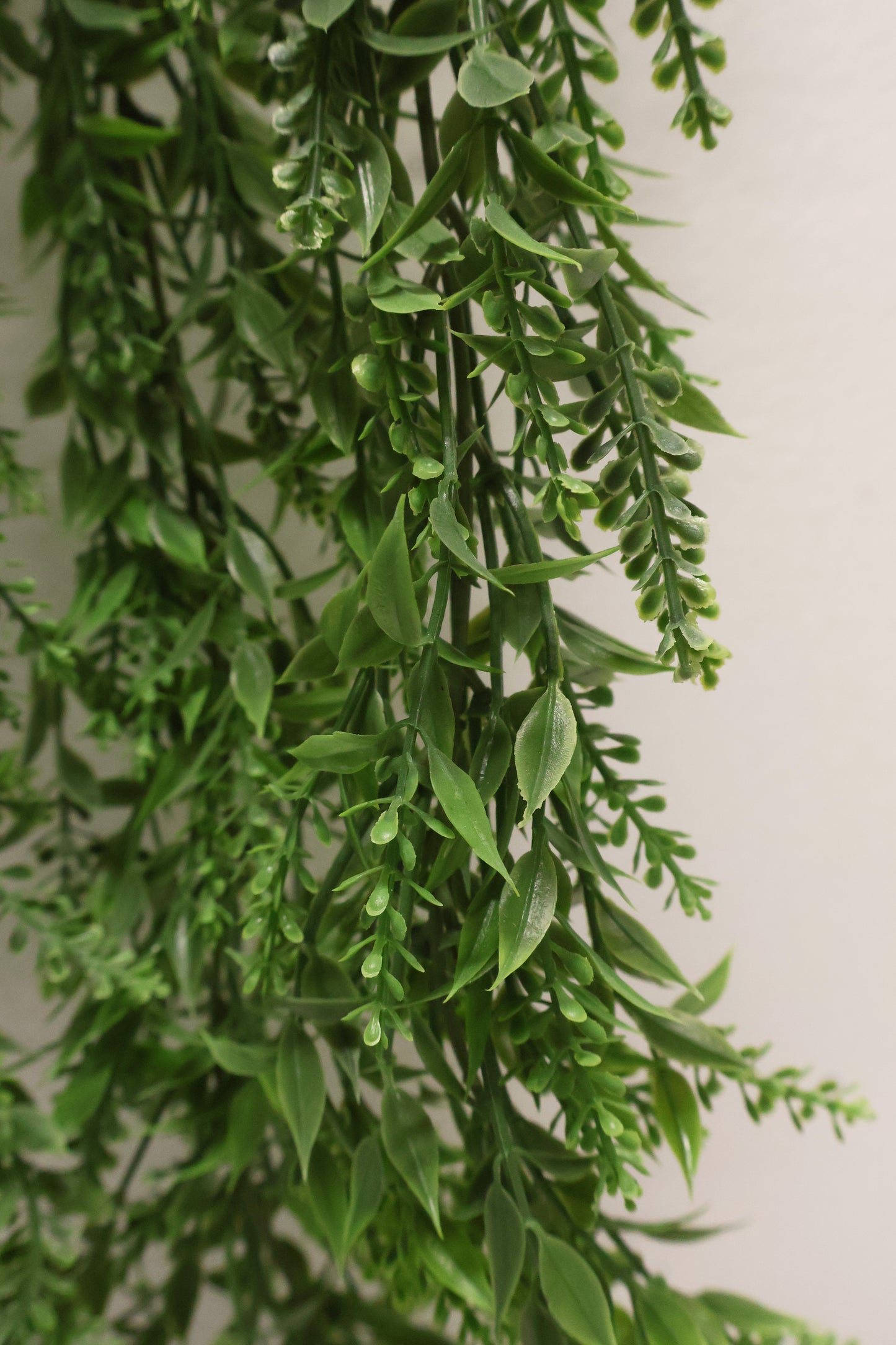 BASIL BUD VINE (BOXWOOD TYPE) — 34" (86 cm)