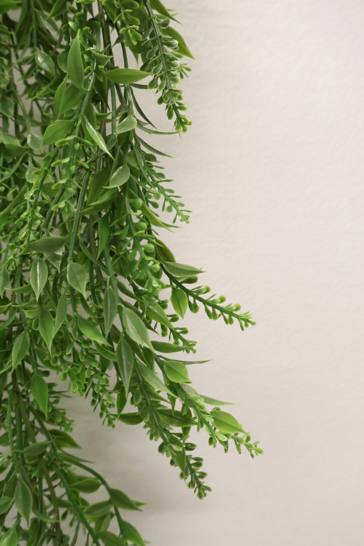 BASIL BUD VINE (BOXWOOD TYPE) — 34" (86 cm)