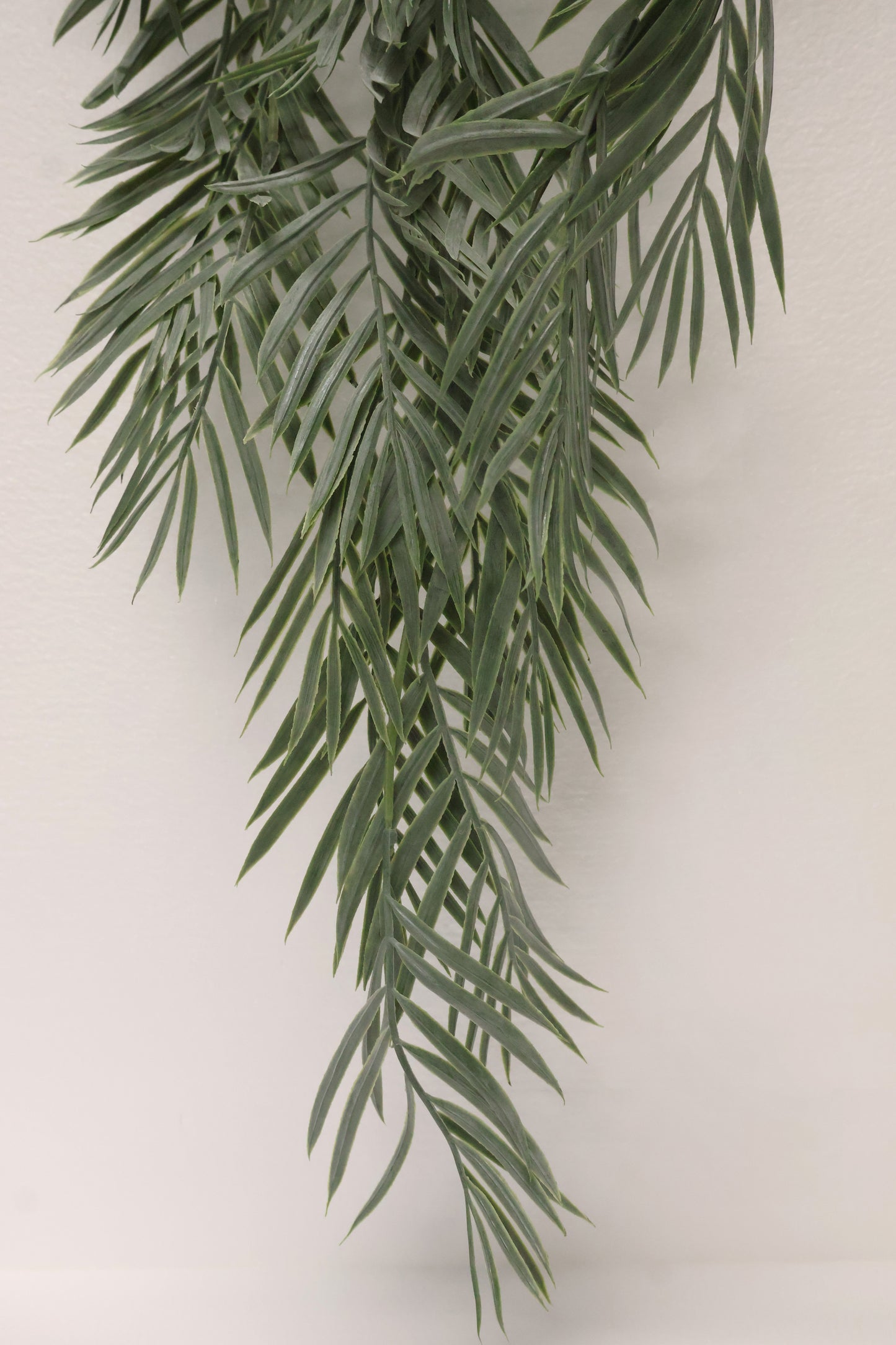PARLOR PALM VINE — 43" (109 cm)