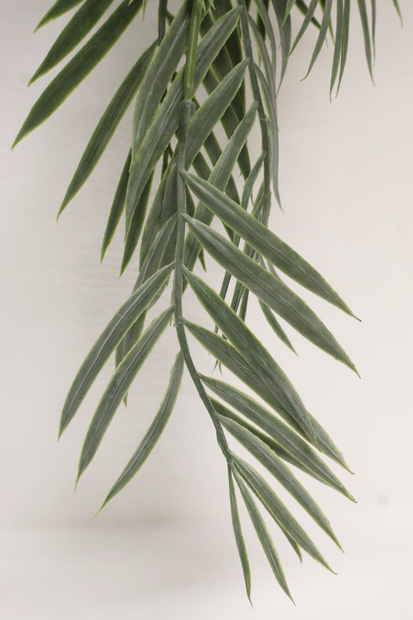 PARLOR PALM VINE — 43" (109 cm)