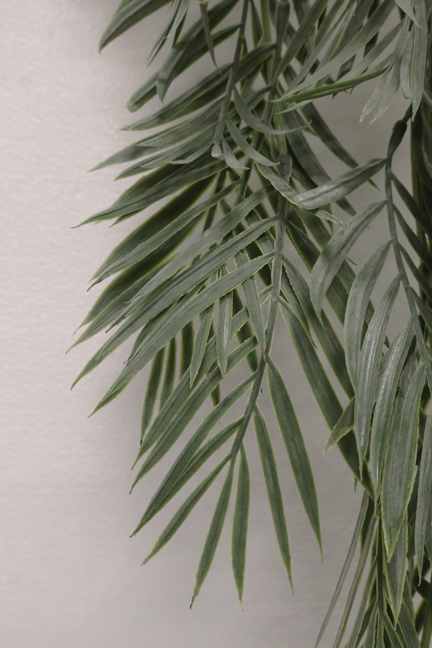 PARLOR PALM VINE — 43" (109 cm)