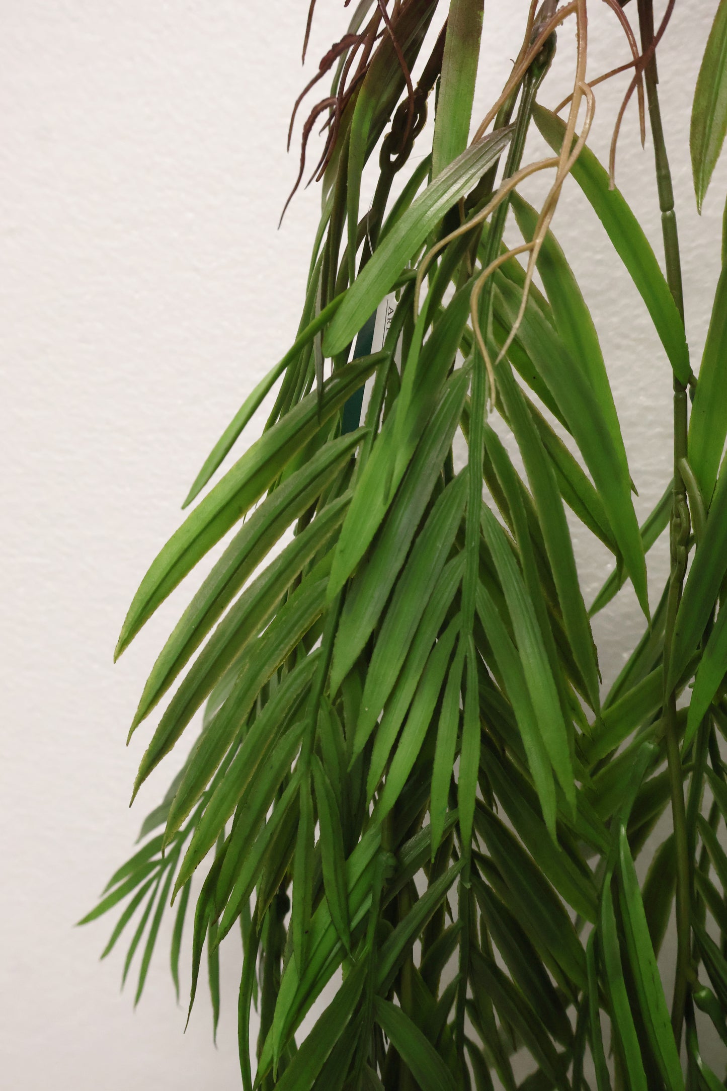 PARLOR PALM VINE — 43" (109 cm)
