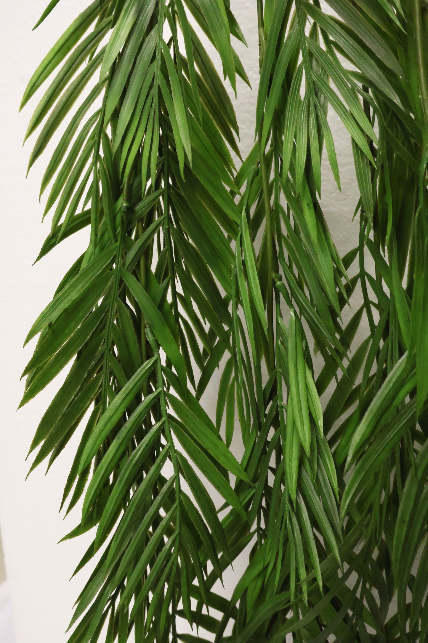 PARLOR PALM VINE — 43" (109 cm)