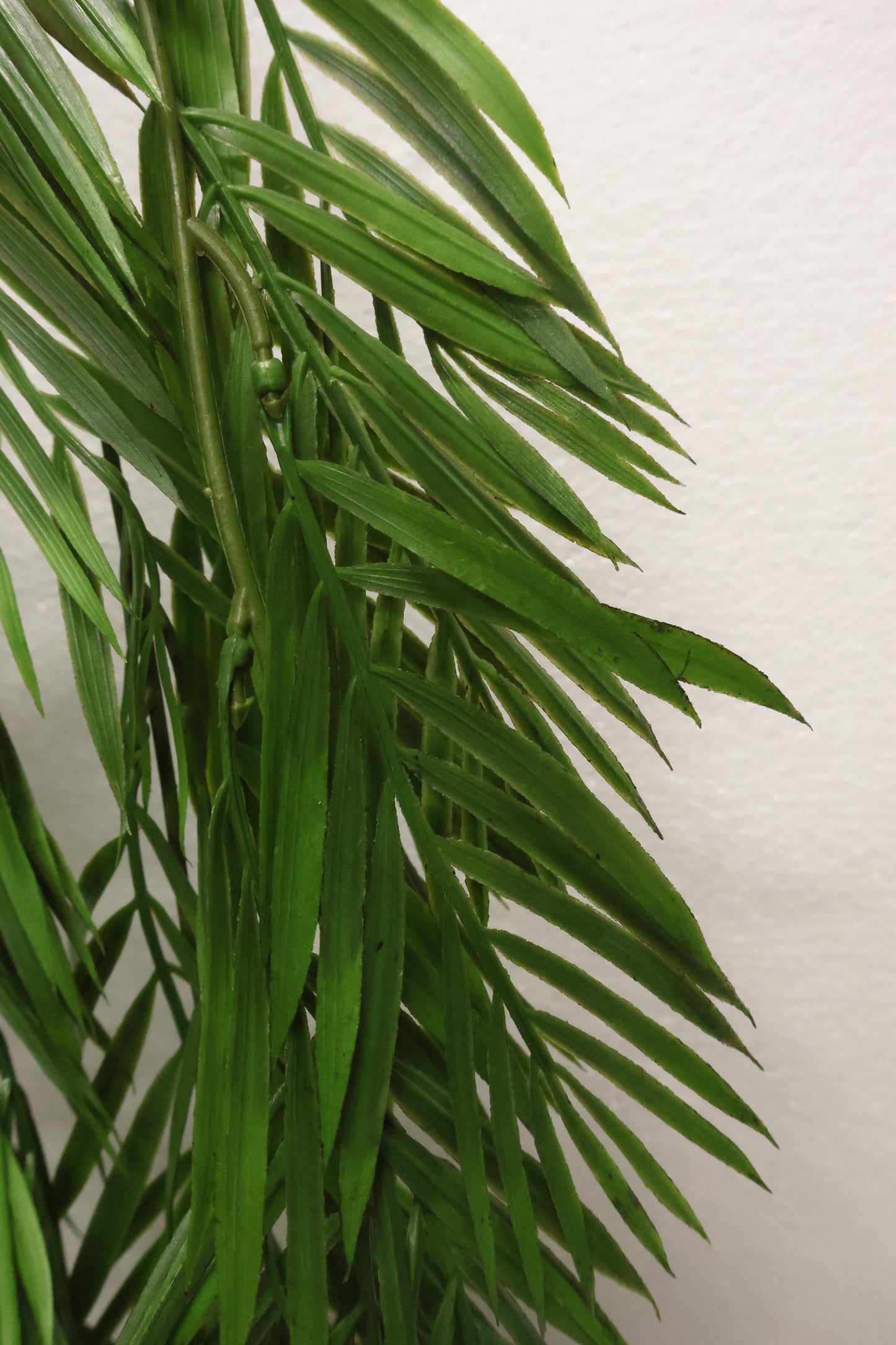 PARLOR PALM VINE — 43" (109 cm)