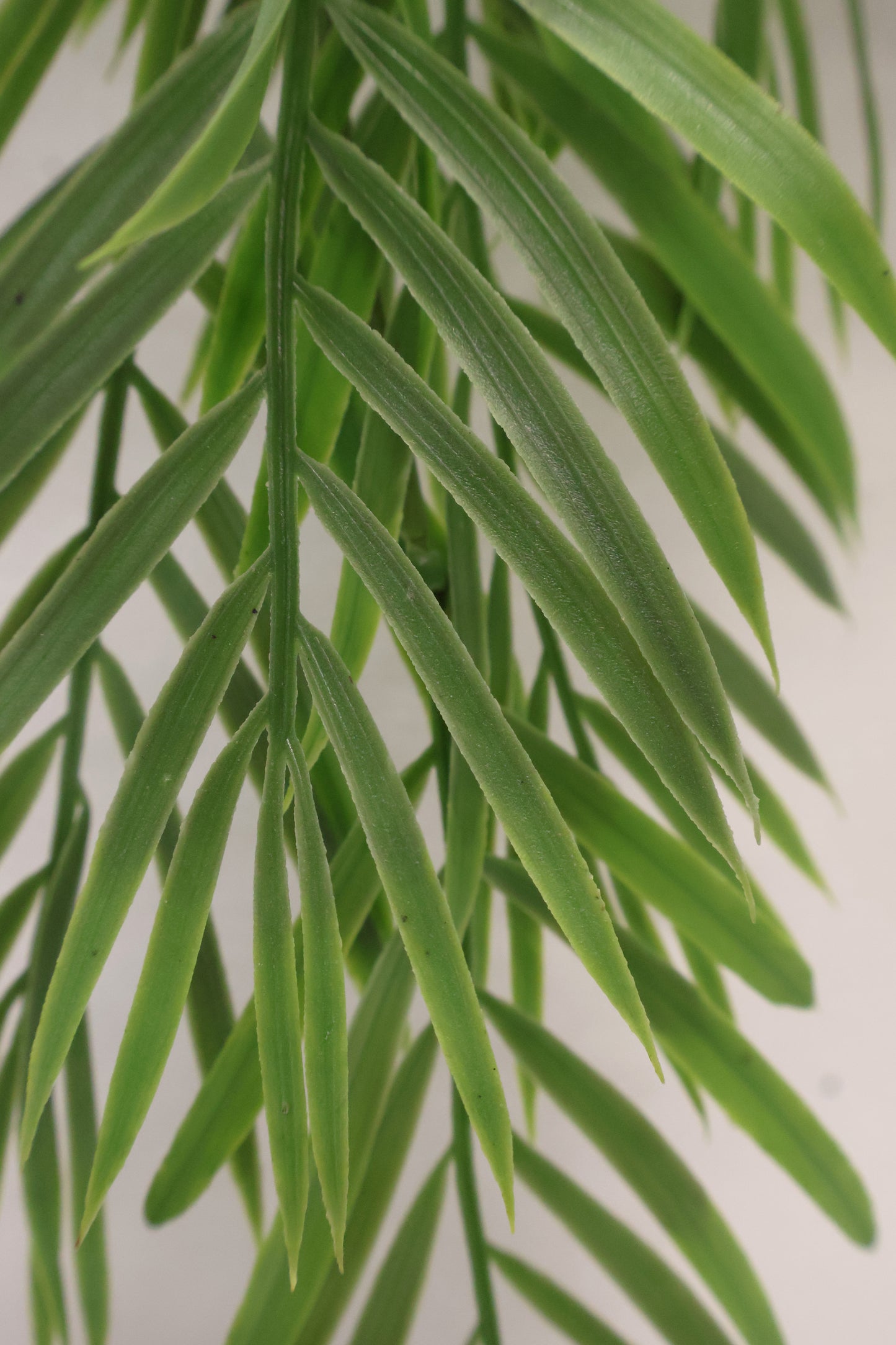 PARLOR PALM VINE — 43" (109 cm)
