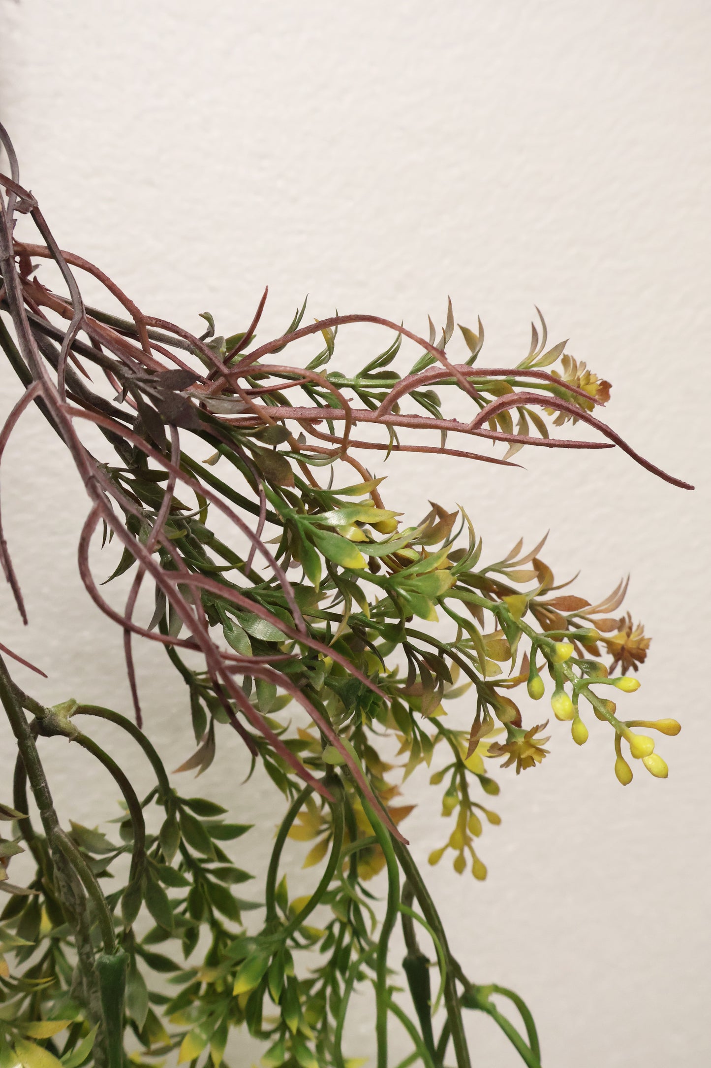 WAXFLOWER SPRAY (CHAMELAUCIUM) — 40" (102 cm)