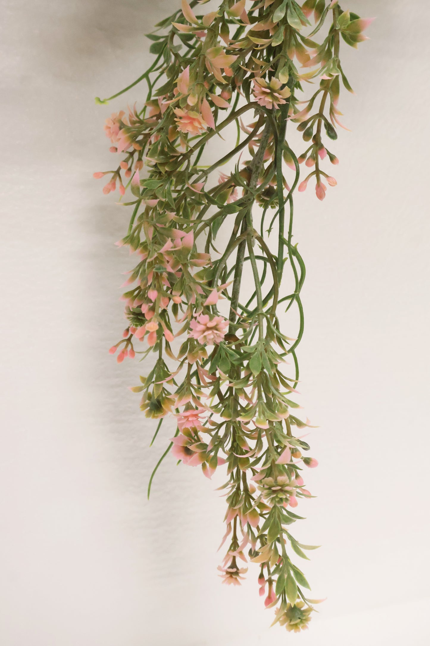 WAXFLOWER SPRAY (CHAMELAUCIUM) — 40" (102 cm)
