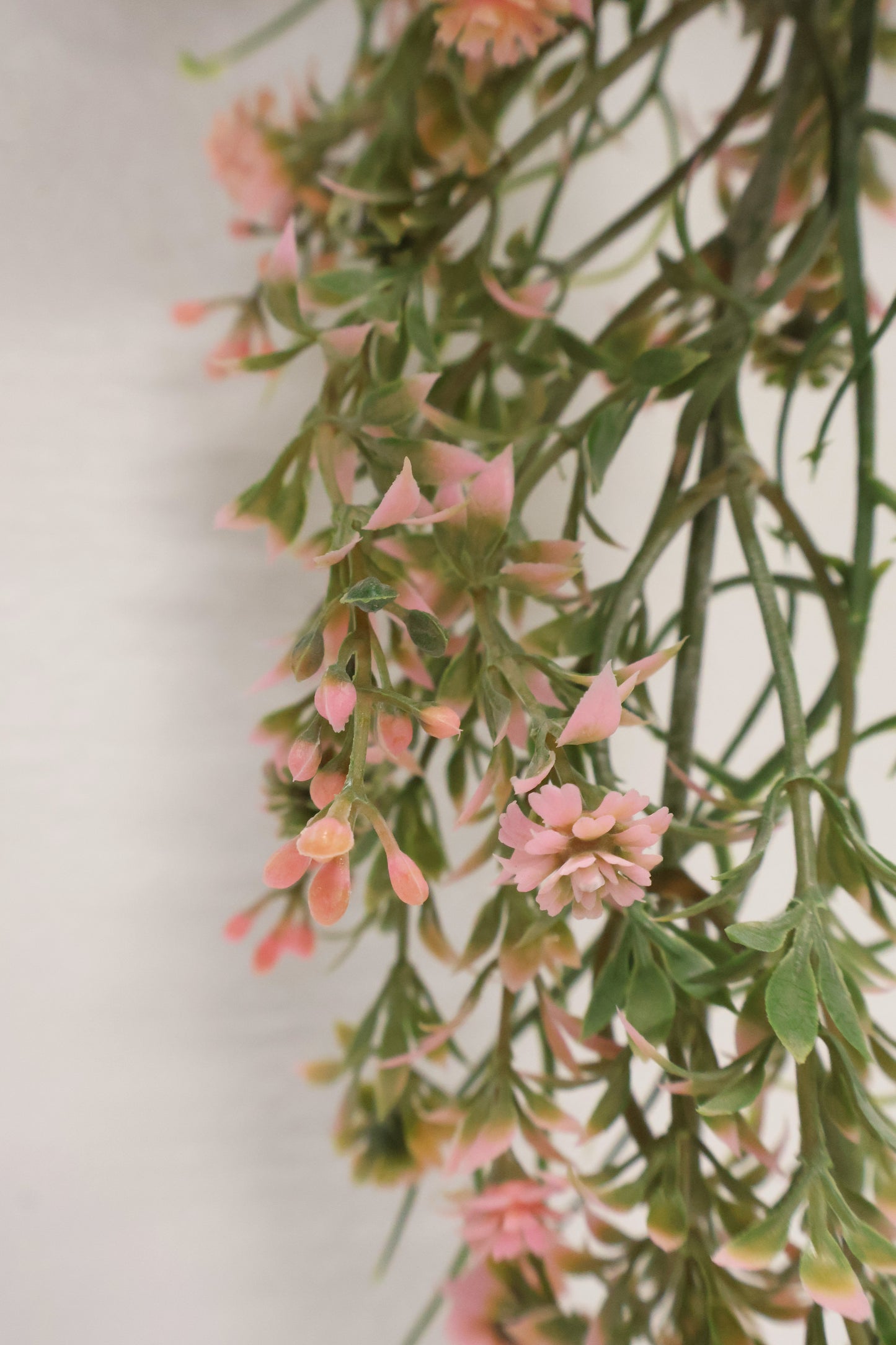WAXFLOWER SPRAY (CHAMELAUCIUM) — 40" (102 cm)