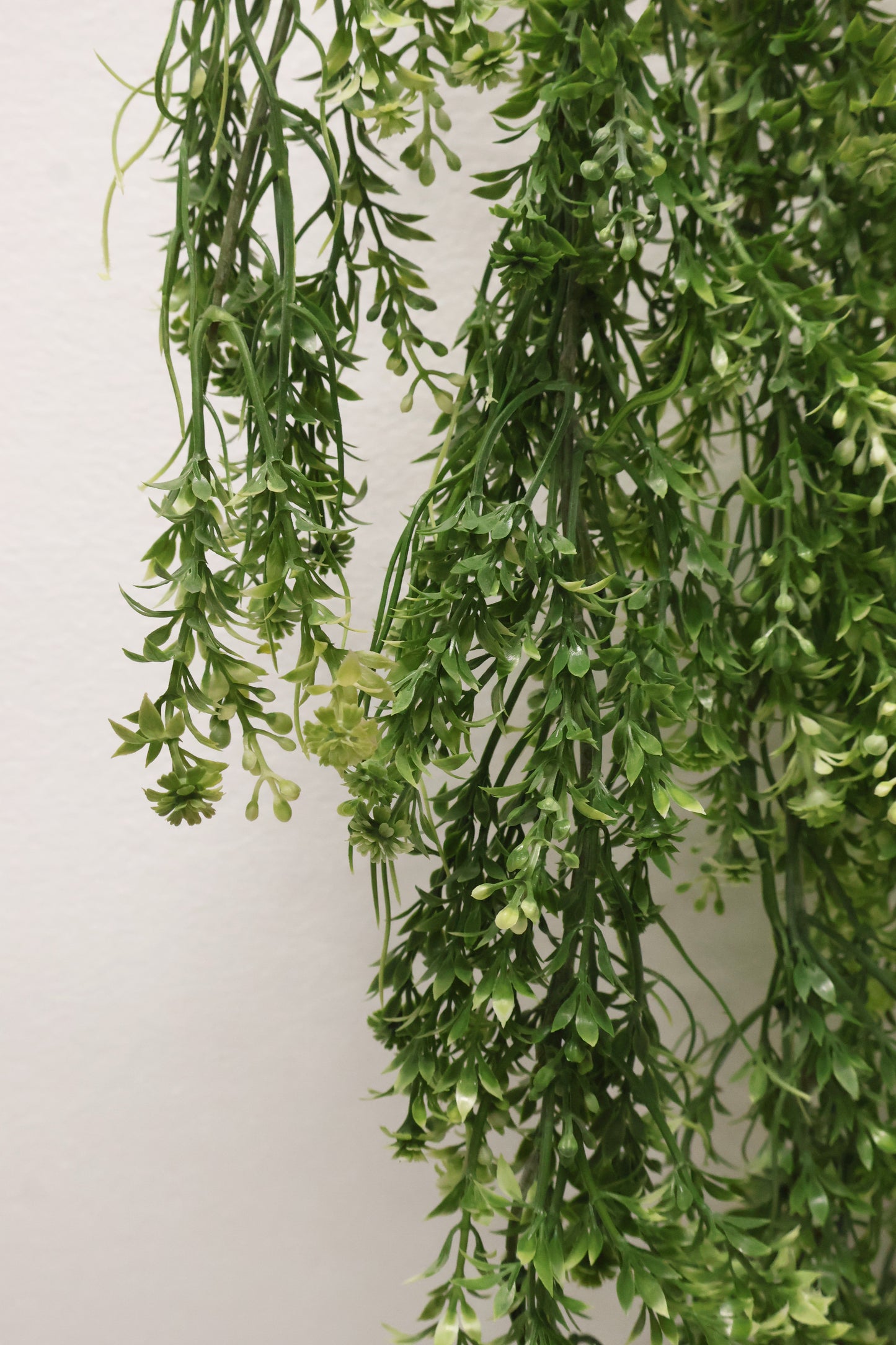 WAXFLOWER SPRAY (CHAMELAUCIUM) — 40" (102 cm)