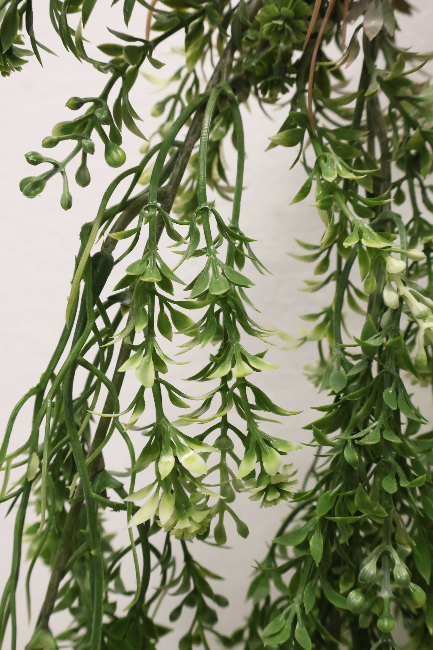 WAXFLOWER SPRAY (CHAMELAUCIUM) — 40" (102 cm)