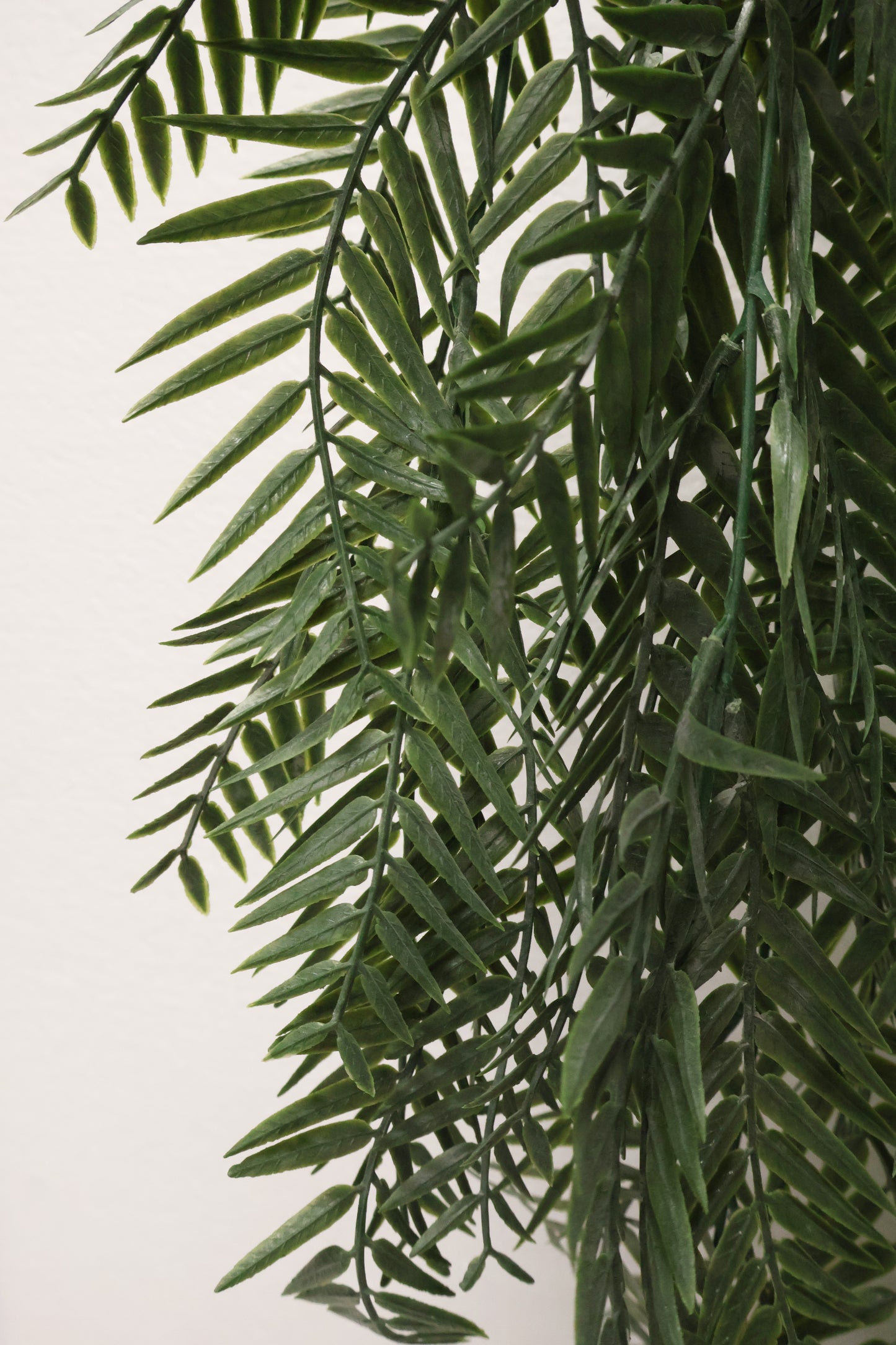WEEPING PODOCARPUS VINE — 34" (86 cm)