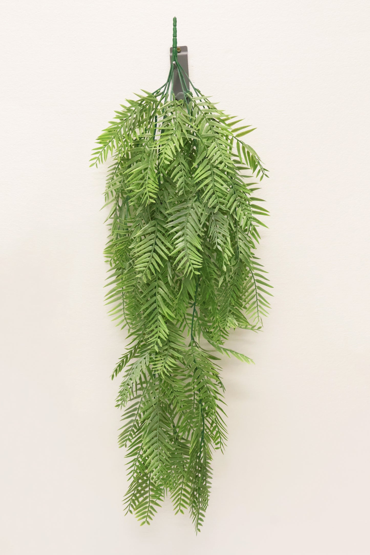 WEEPING PODOCARPUS VINE — 34" (86 cm)