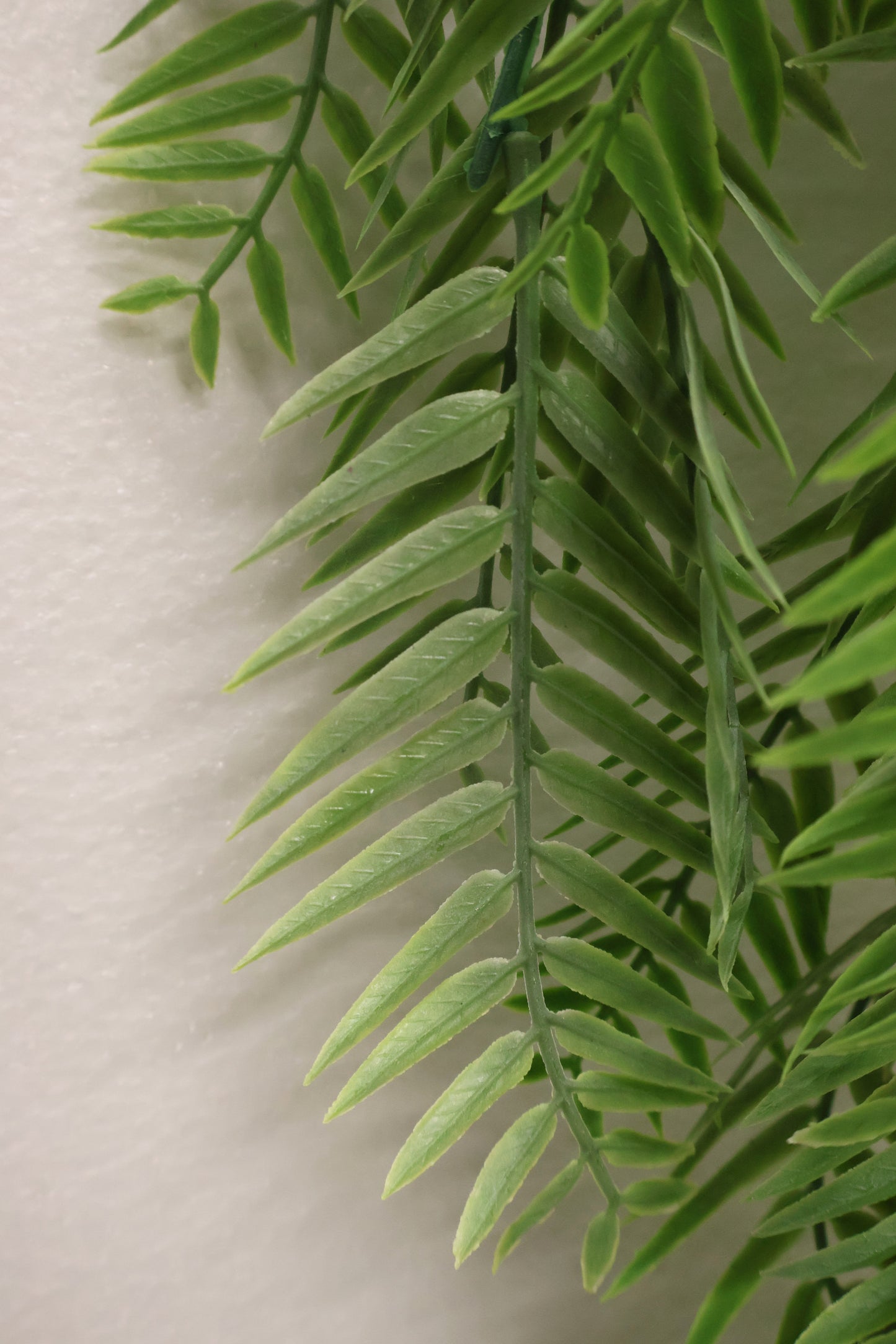 WEEPING PODOCARPUS VINE — 34" (86 cm)