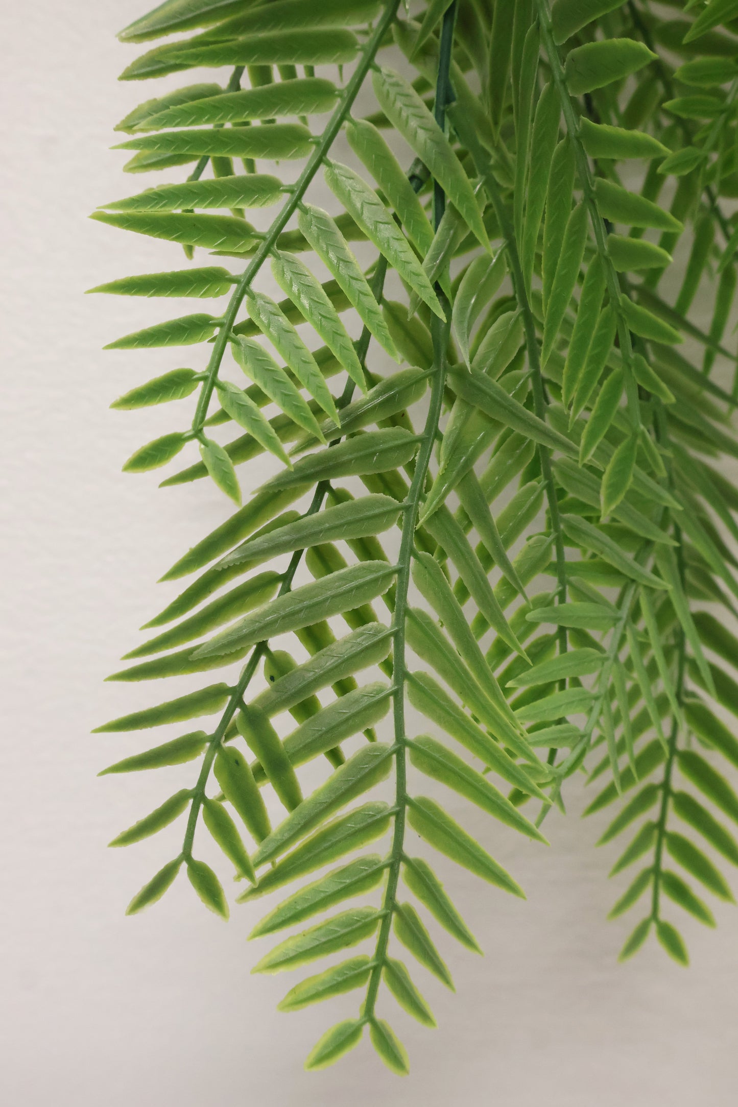 WEEPING PODOCARPUS VINE — 34" (86 cm)