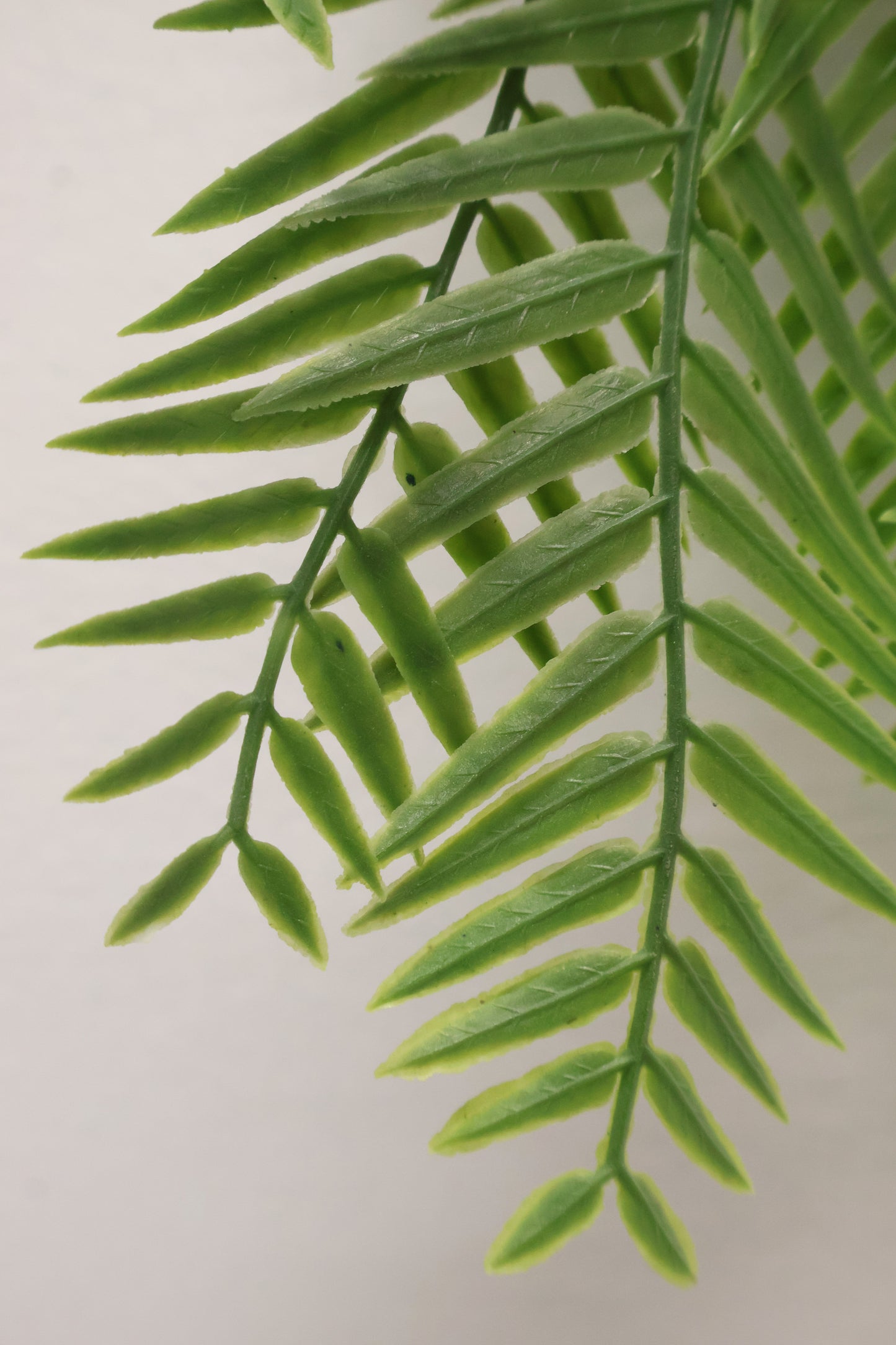 WEEPING PODOCARPUS VINE — 34" (86 cm)