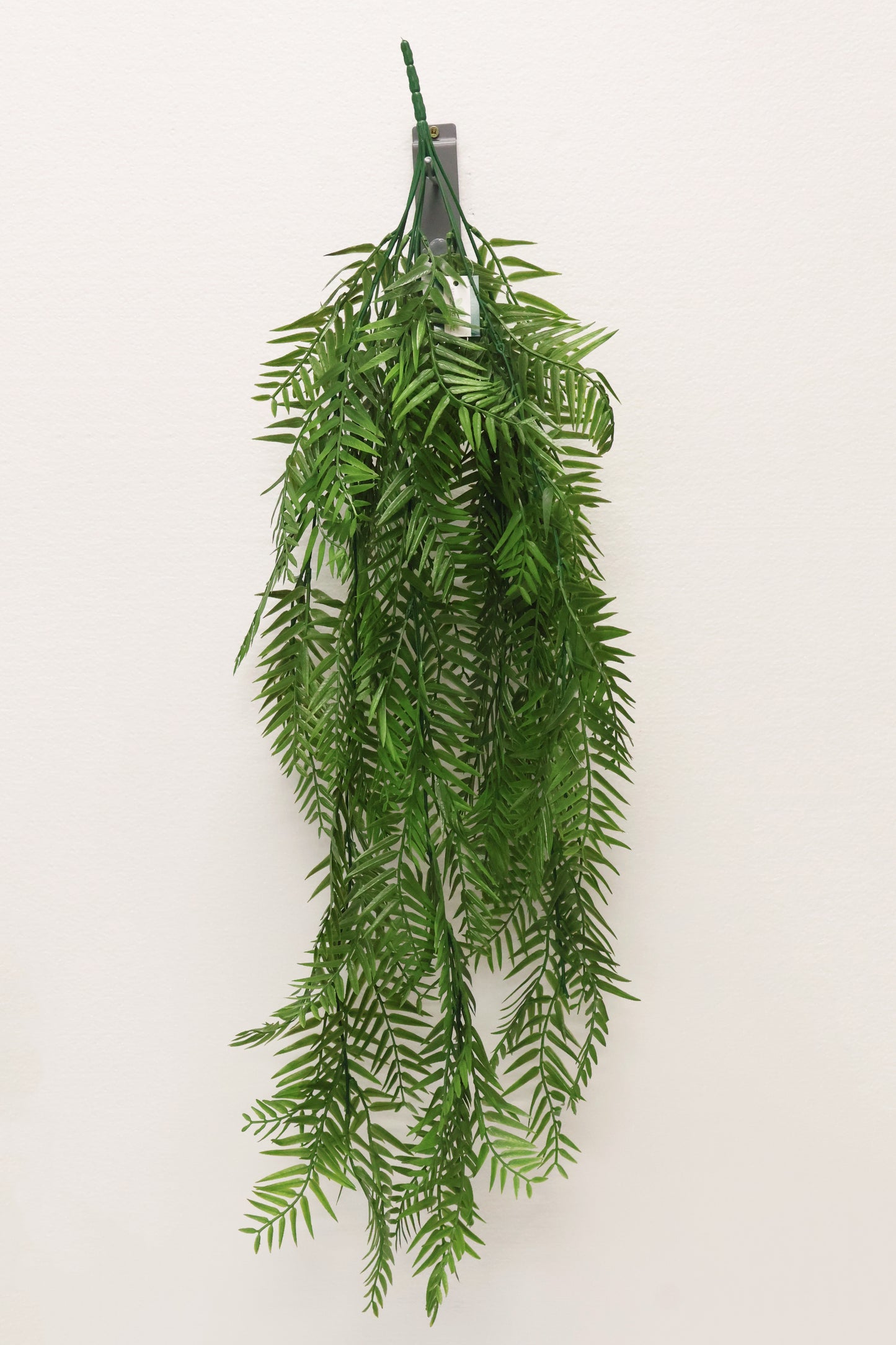 WEEPING PODOCARPUS VINE — 34" (86 cm)