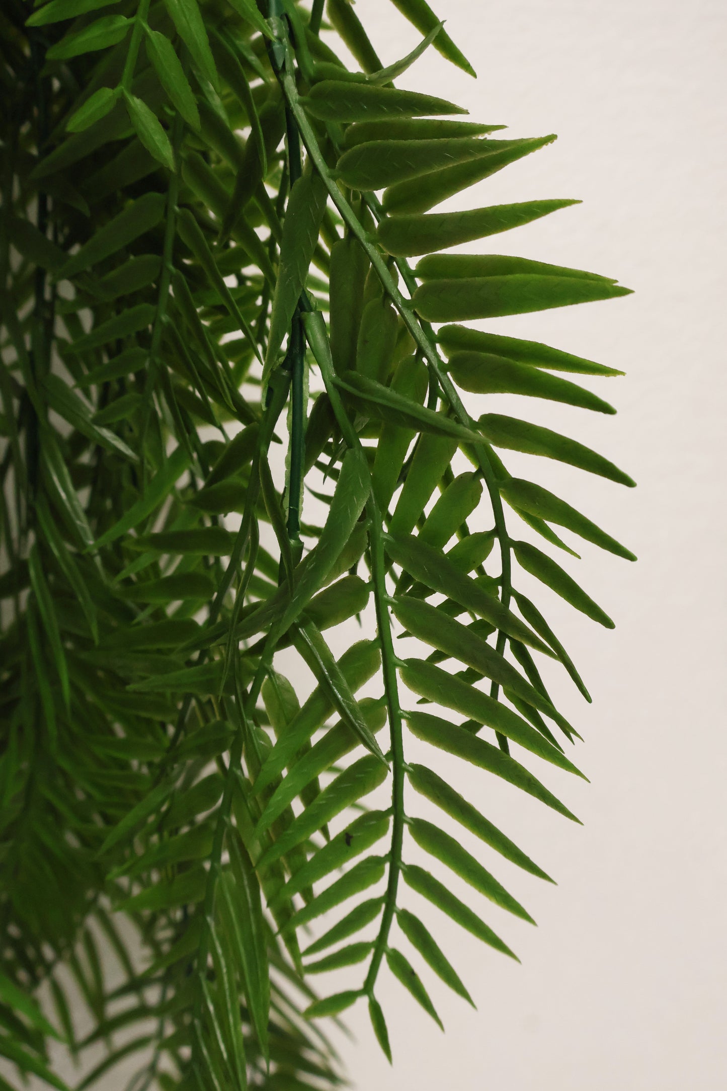 WEEPING PODOCARPUS VINE — 34" (86 cm)