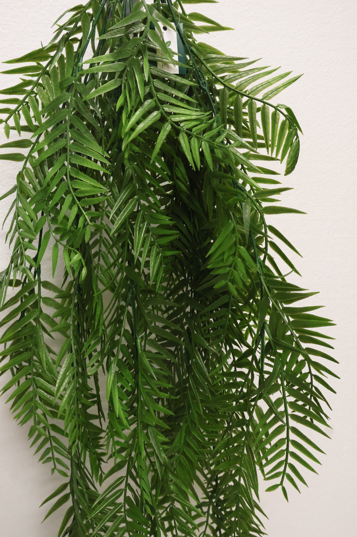 WEEPING PODOCARPUS VINE — 34" (86 cm)
