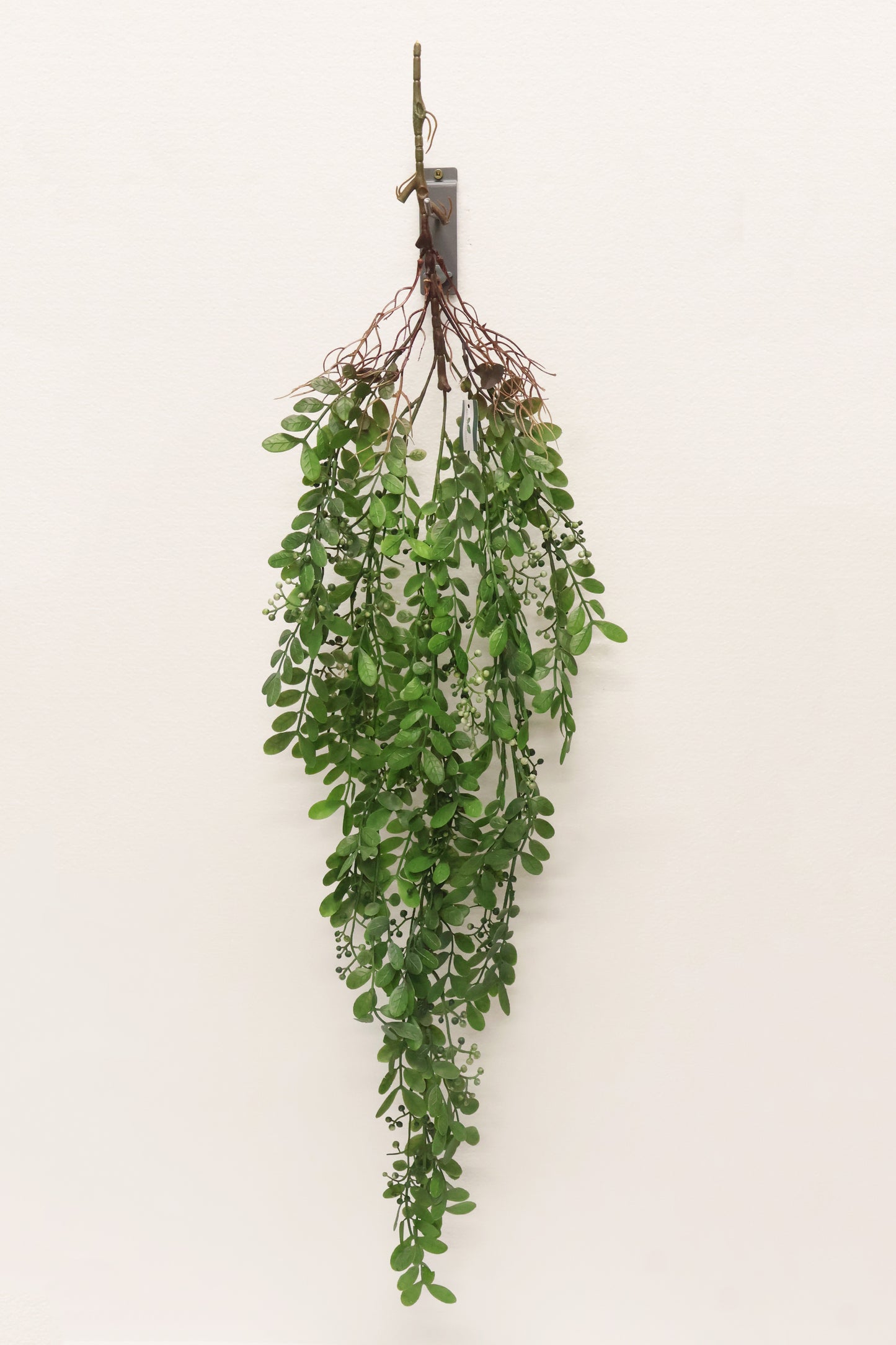 WAXLEAF PRIVET BERRY VINE (LIGUSTRUM TYPE) — 41" (104 cm)