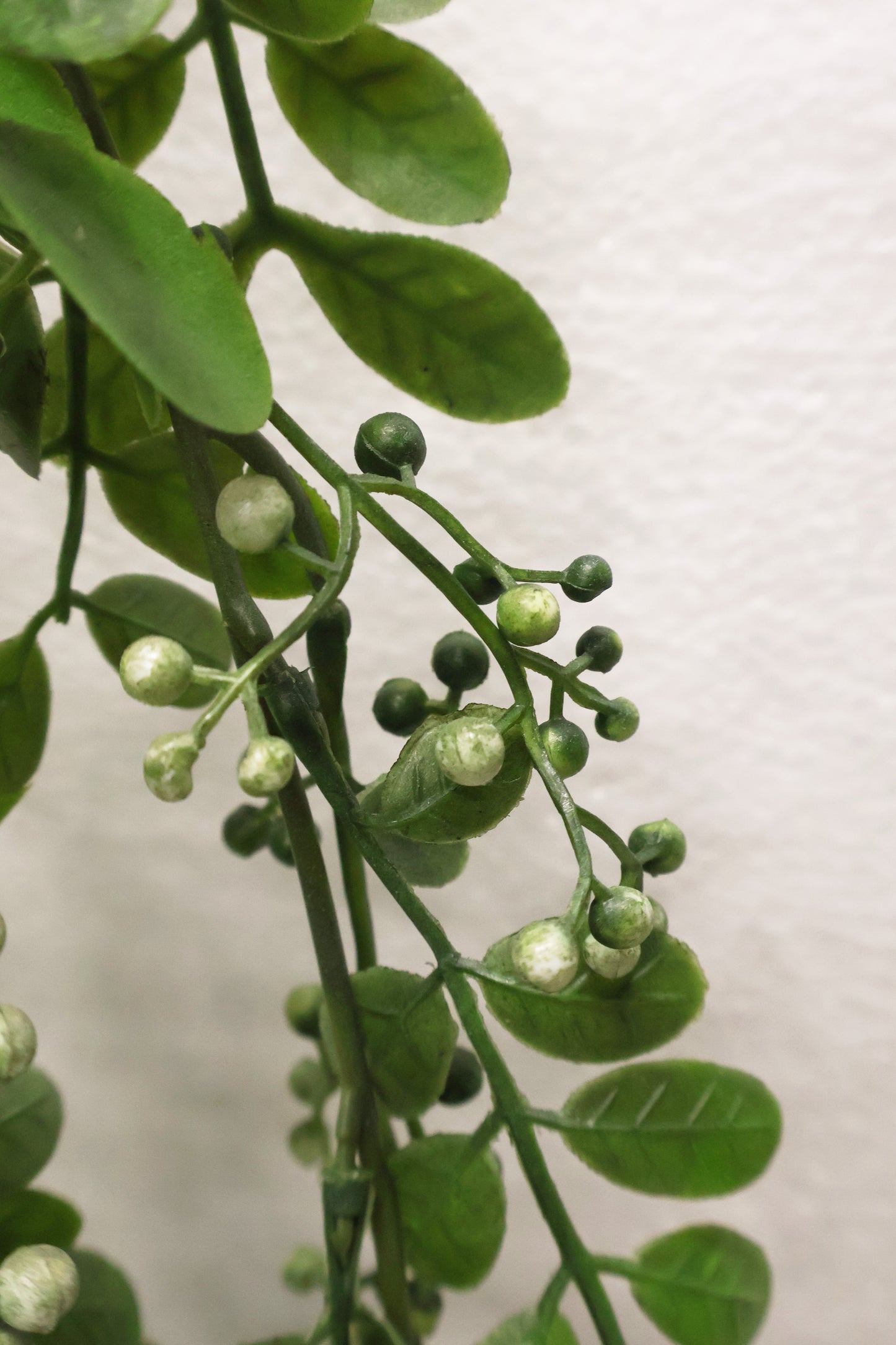 WAXLEAF PRIVET BERRY VINE (LIGUSTRUM TYPE) — 41" (104 cm)
