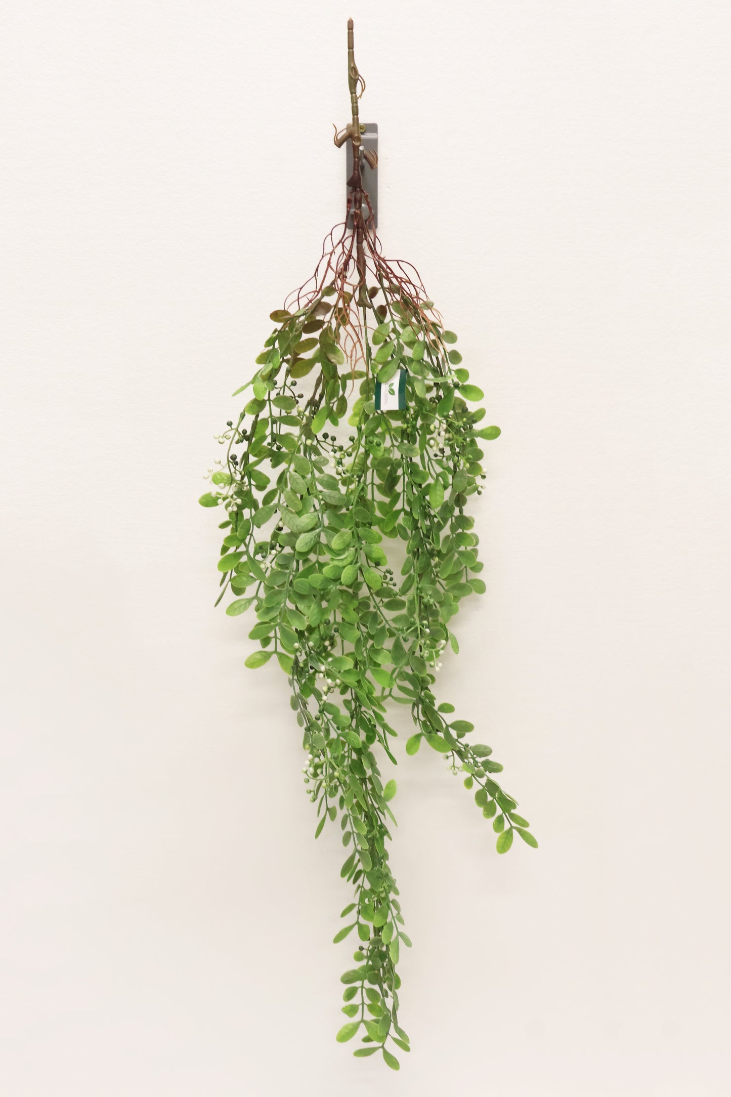 WAXLEAF PRIVET BERRY VINE (LIGUSTRUM TYPE) — 41" (104 cm)