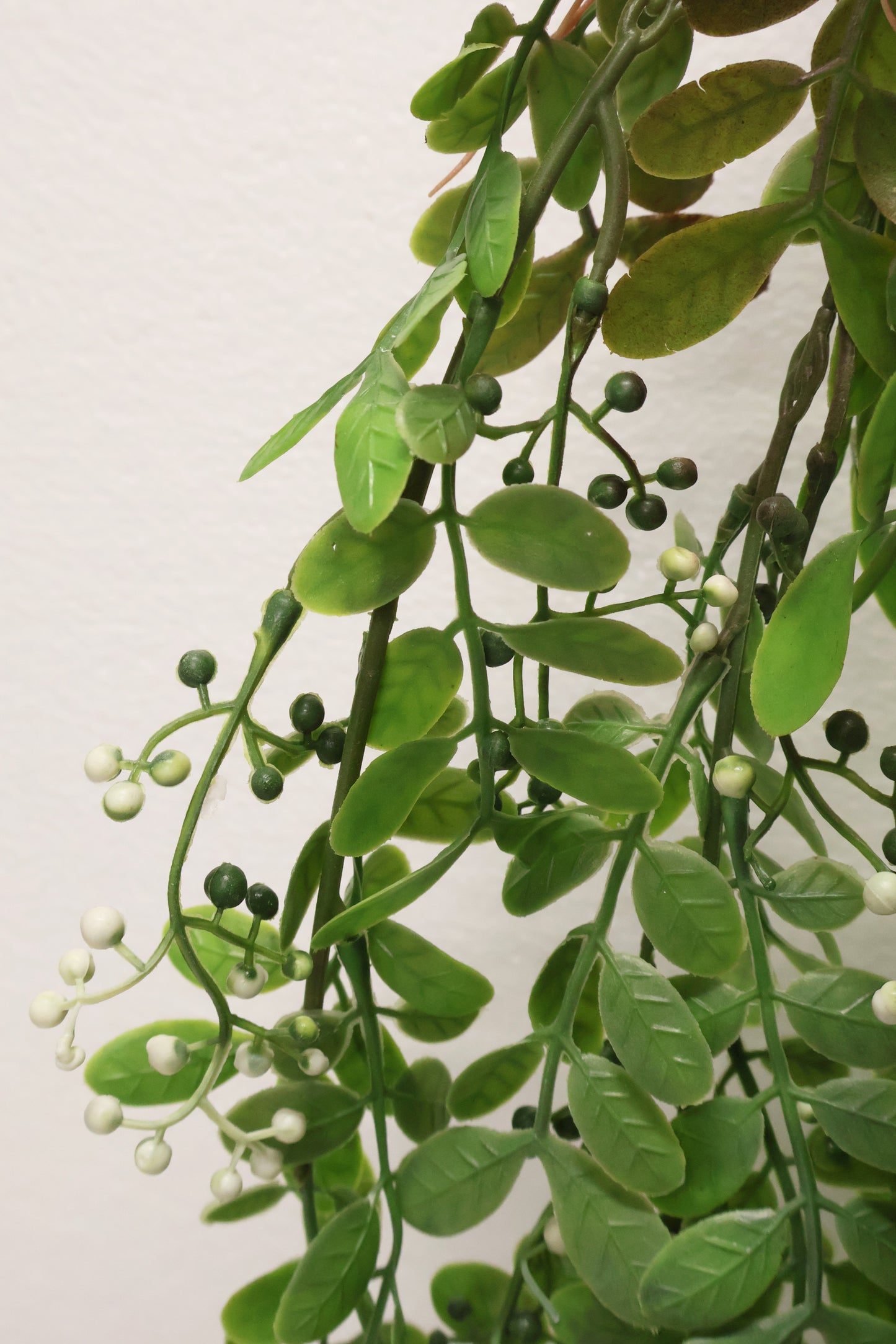 WAXLEAF PRIVET BERRY VINE (LIGUSTRUM TYPE) — 41" (104 cm)