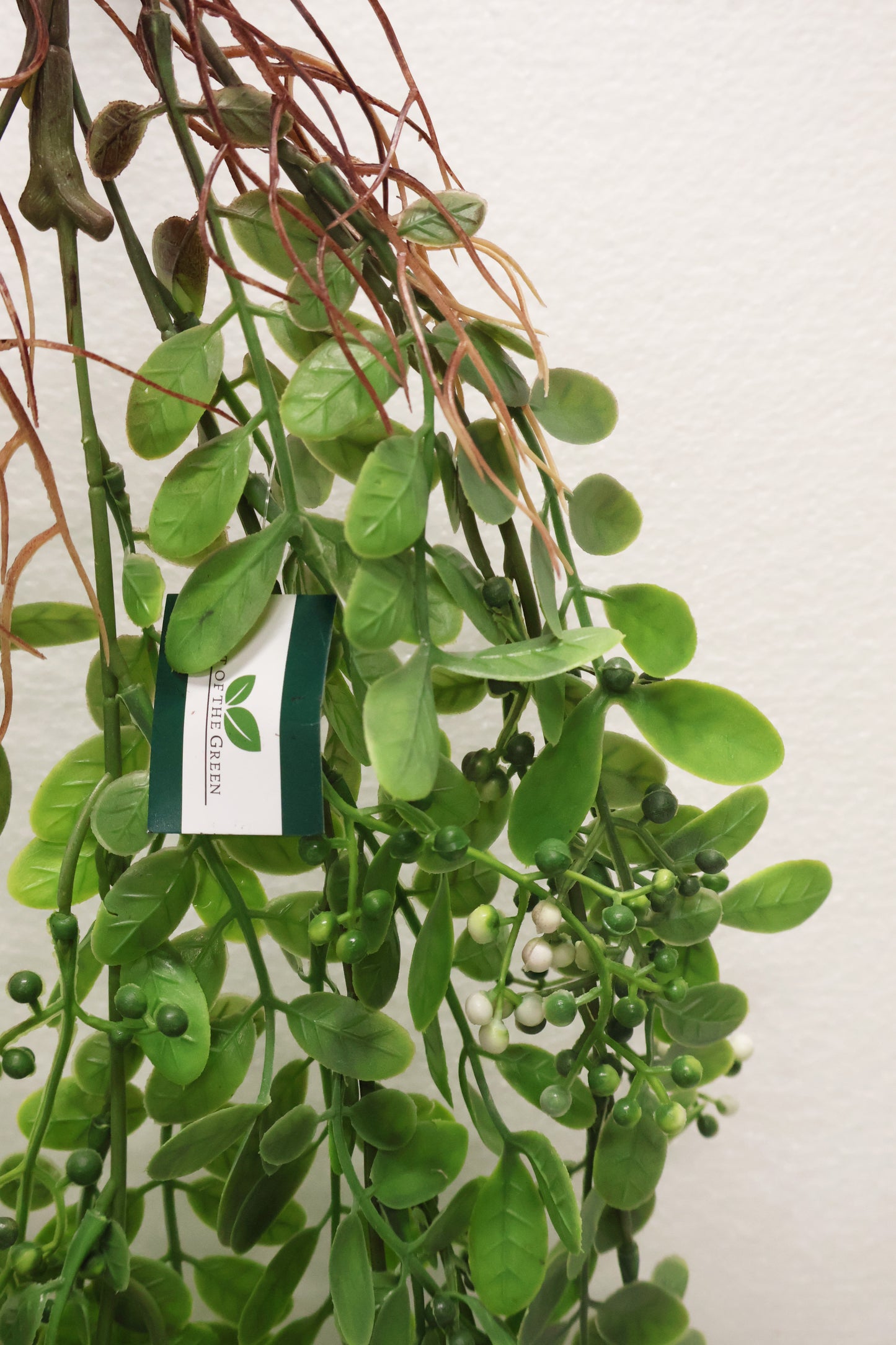 WAXLEAF PRIVET BERRY VINE (LIGUSTRUM TYPE) — 41" (104 cm)
