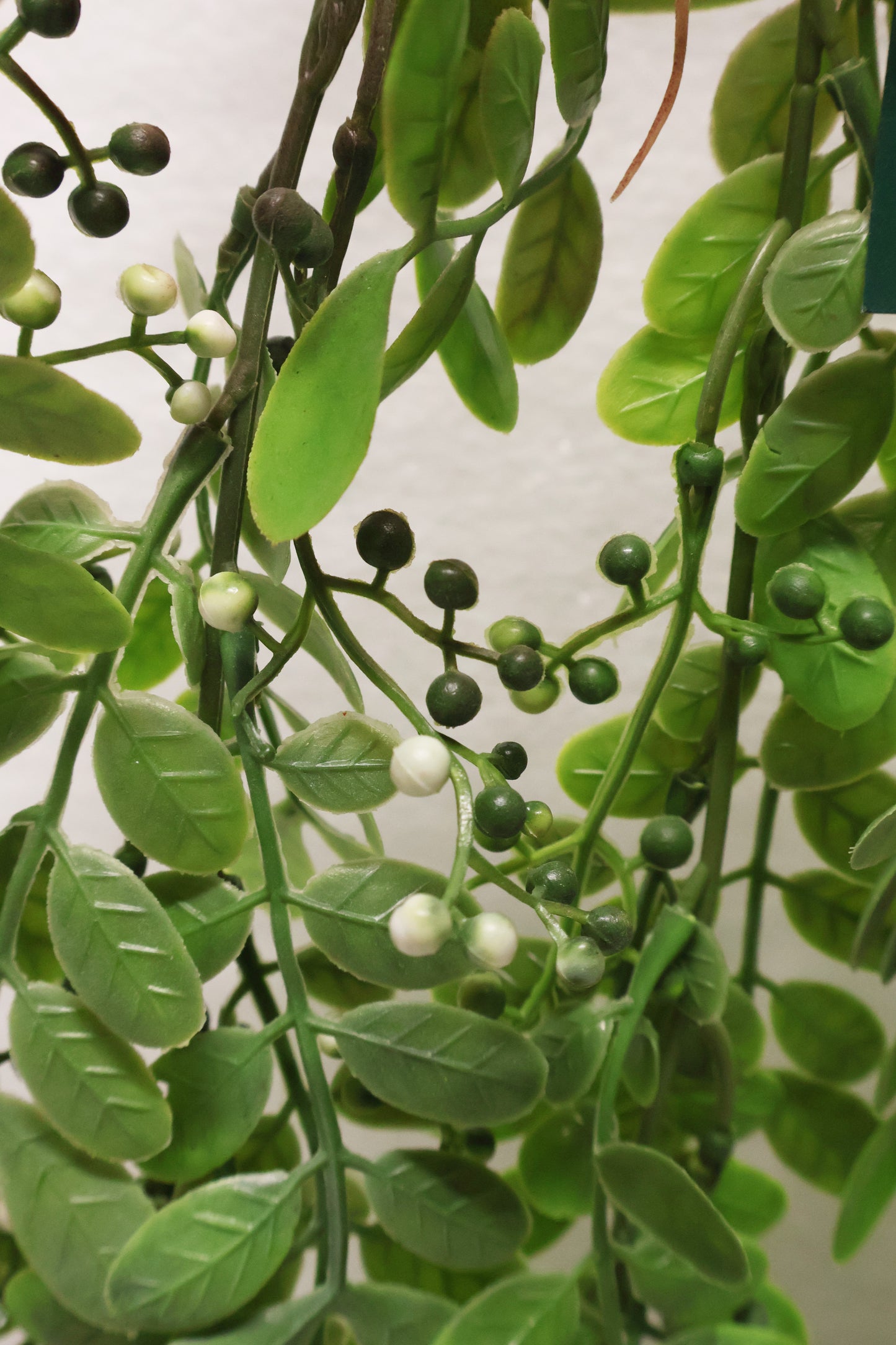 WAXLEAF PRIVET BERRY VINE (LIGUSTRUM TYPE) — 41" (104 cm)