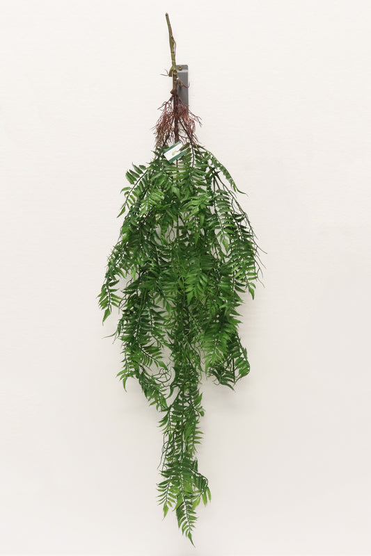 AUTUMN FERN (SMALL LEAF TYPE) — 42" (107 cm)