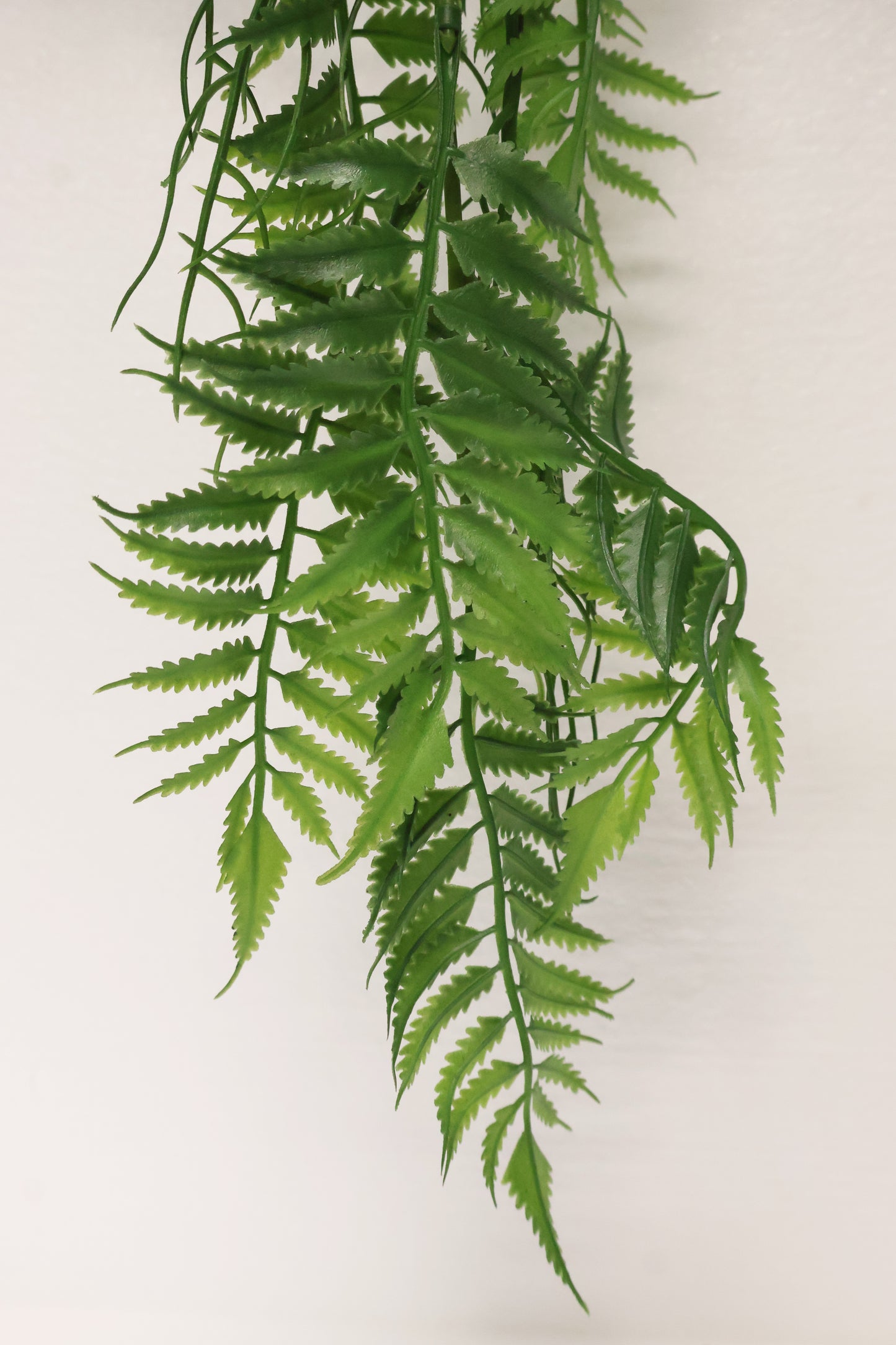 AUTUMN FERN (SMALL LEAF TYPE) — 42" (107 cm)