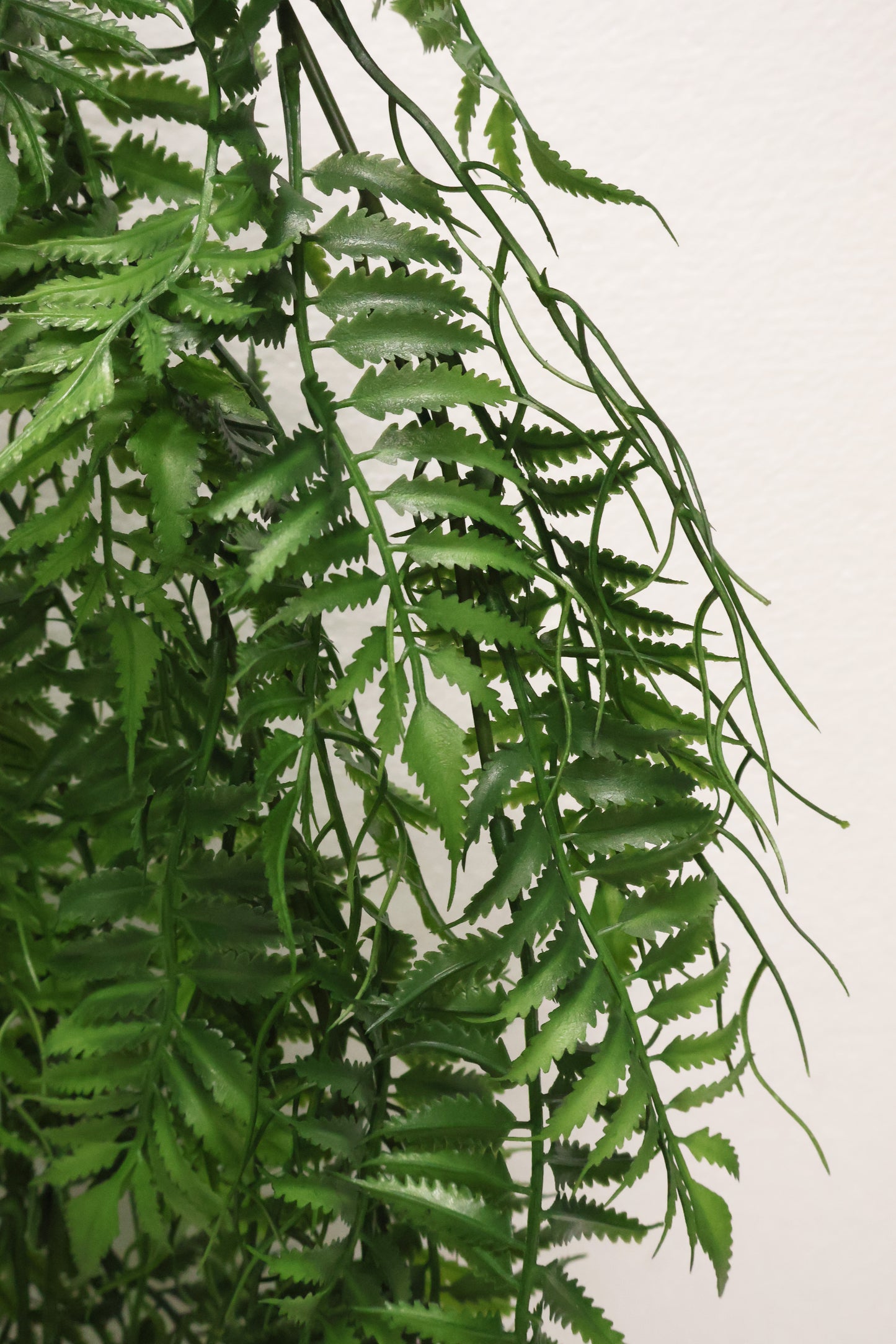 AUTUMN FERN (SMALL LEAF TYPE) — 42" (107 cm)