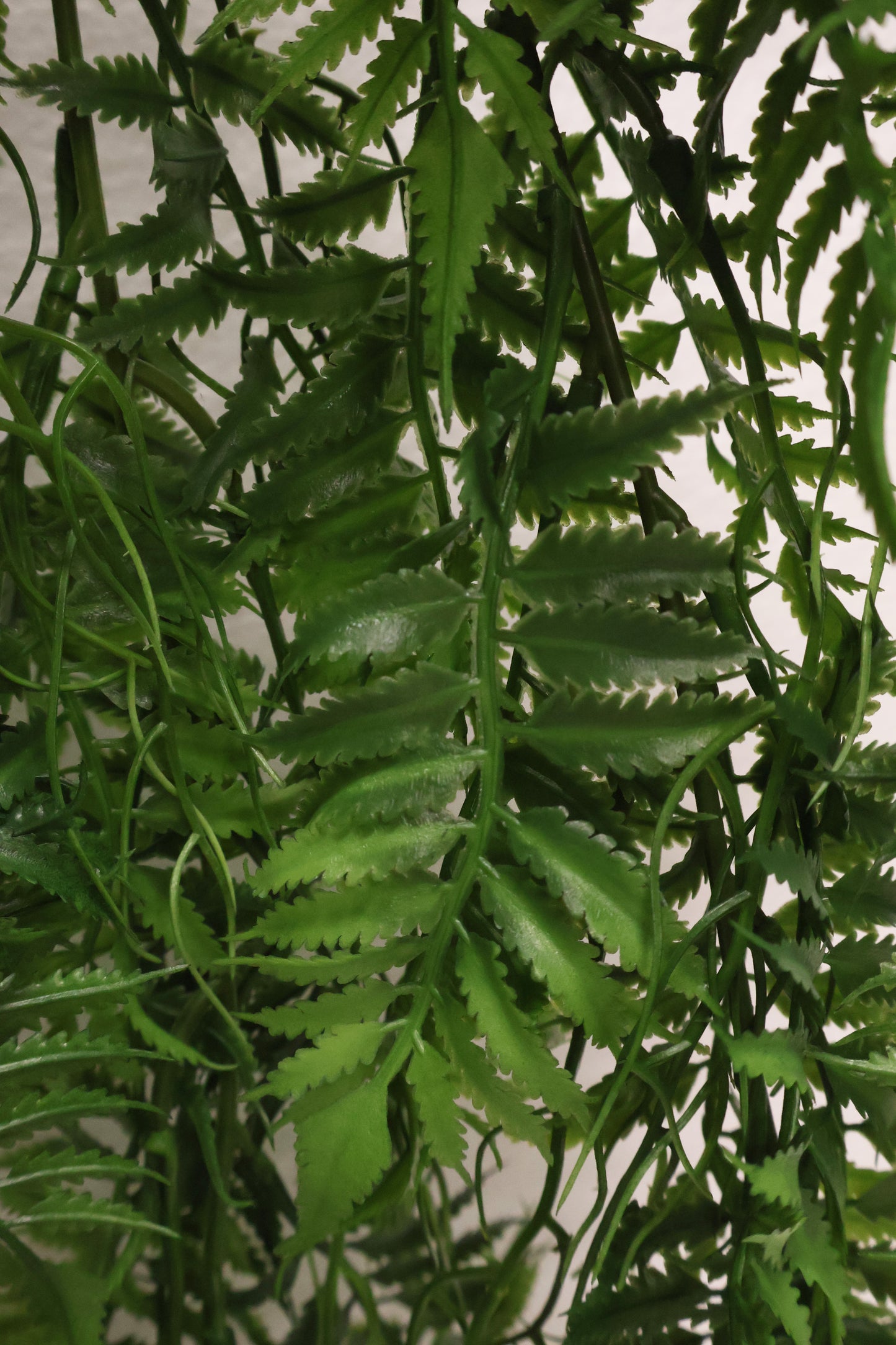 AUTUMN FERN (SMALL LEAF TYPE) — 42" (107 cm)
