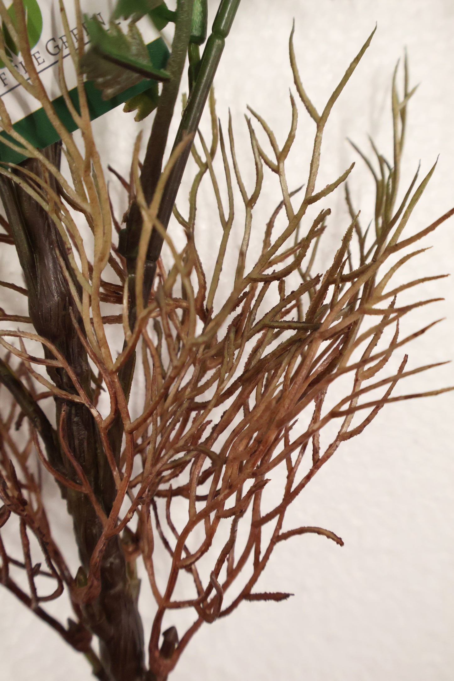 AUTUMN FERN (SMALL LEAF TYPE) — 42" (107 cm)