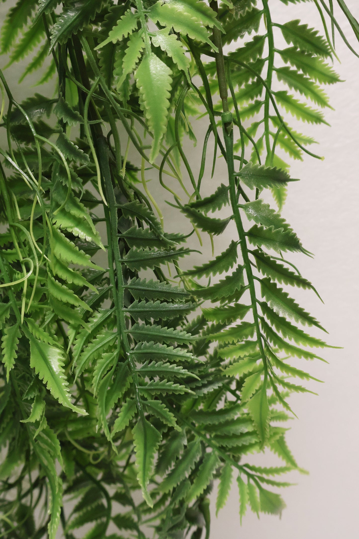 AUTUMN FERN (SMALL LEAF TYPE) — 42" (107 cm)