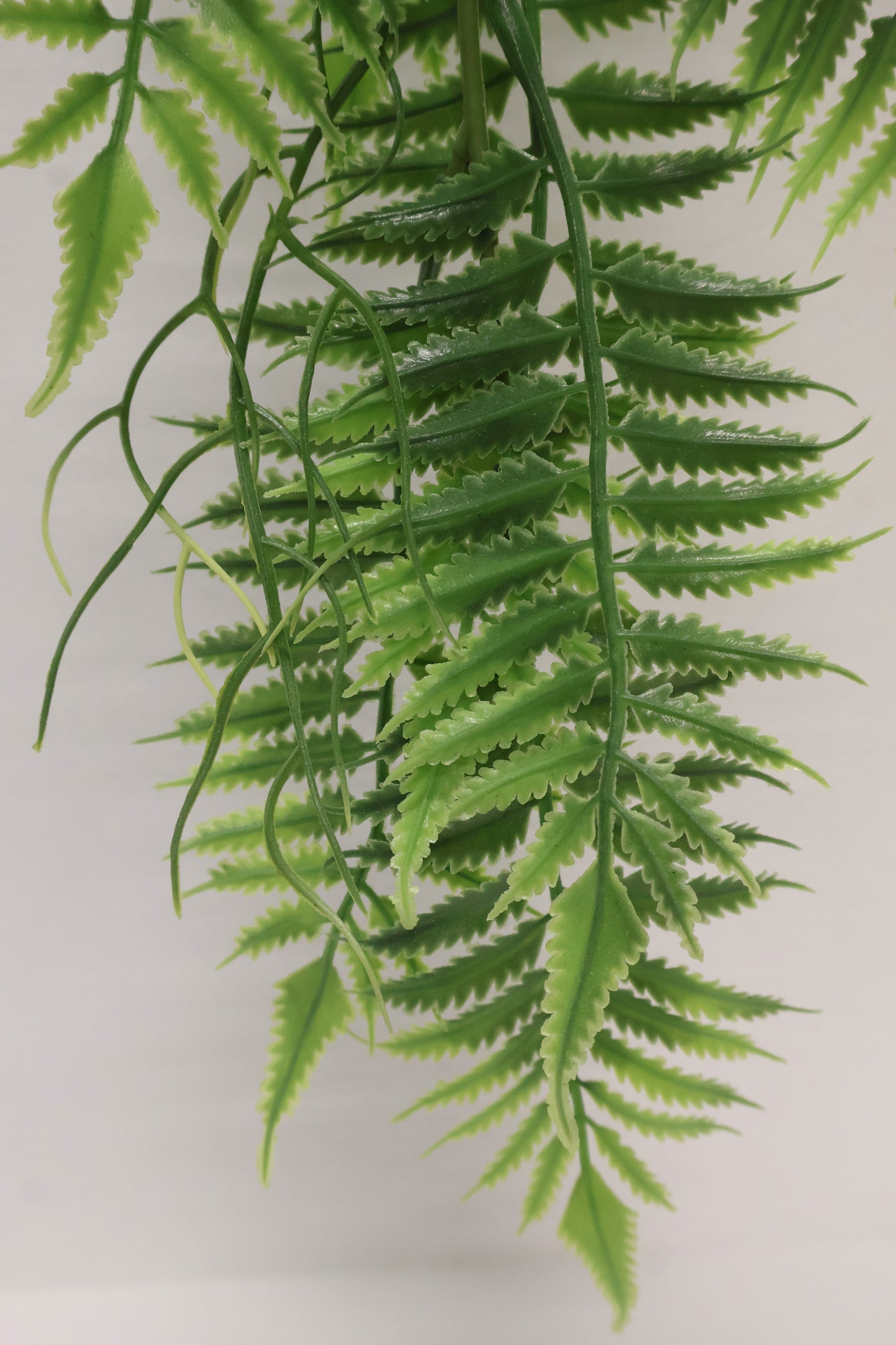 AUTUMN FERN (SMALL LEAF TYPE) — 42" (107 cm)
