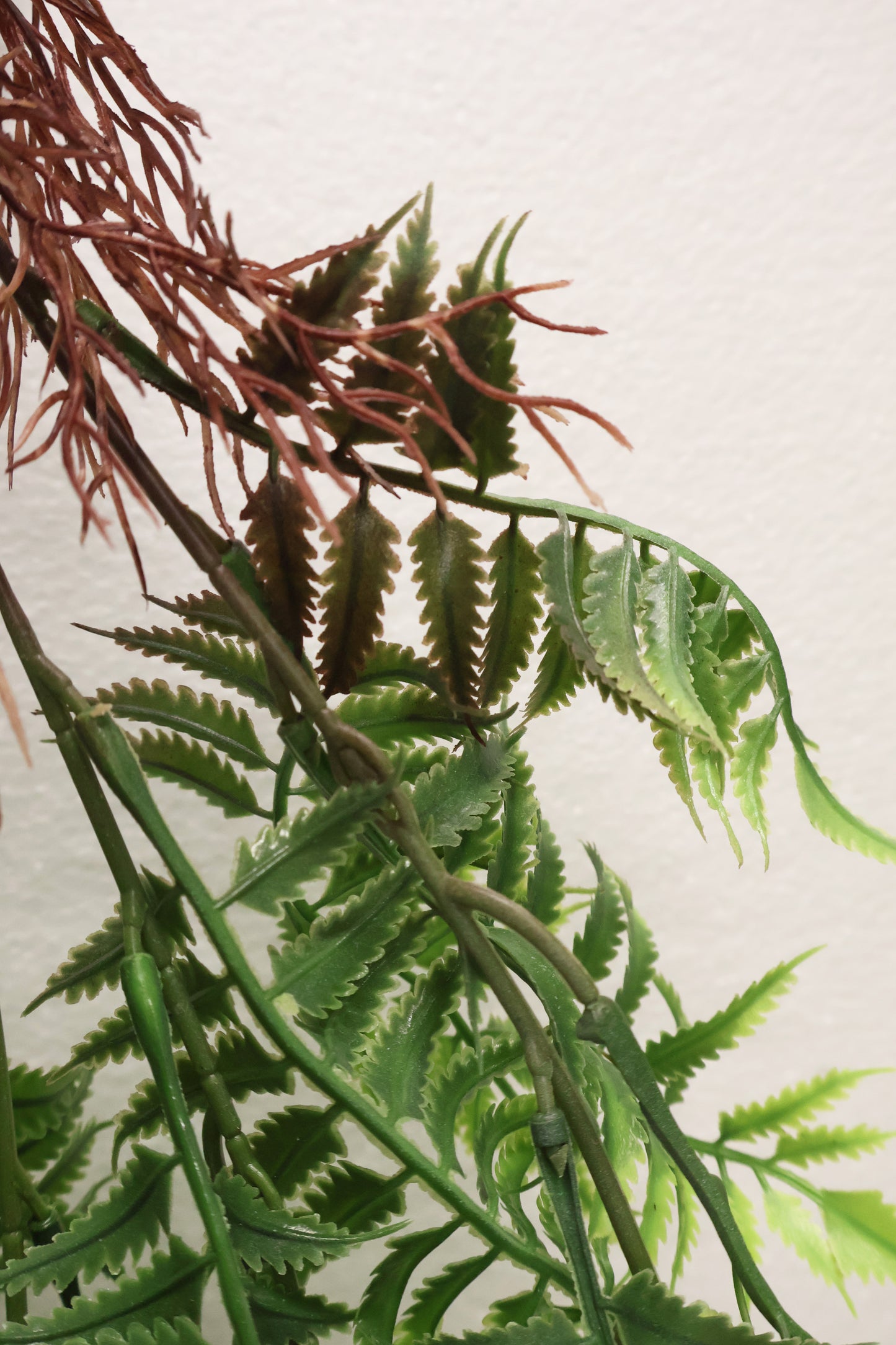 AUTUMN FERN (SMALL LEAF TYPE) — 42" (107 cm)