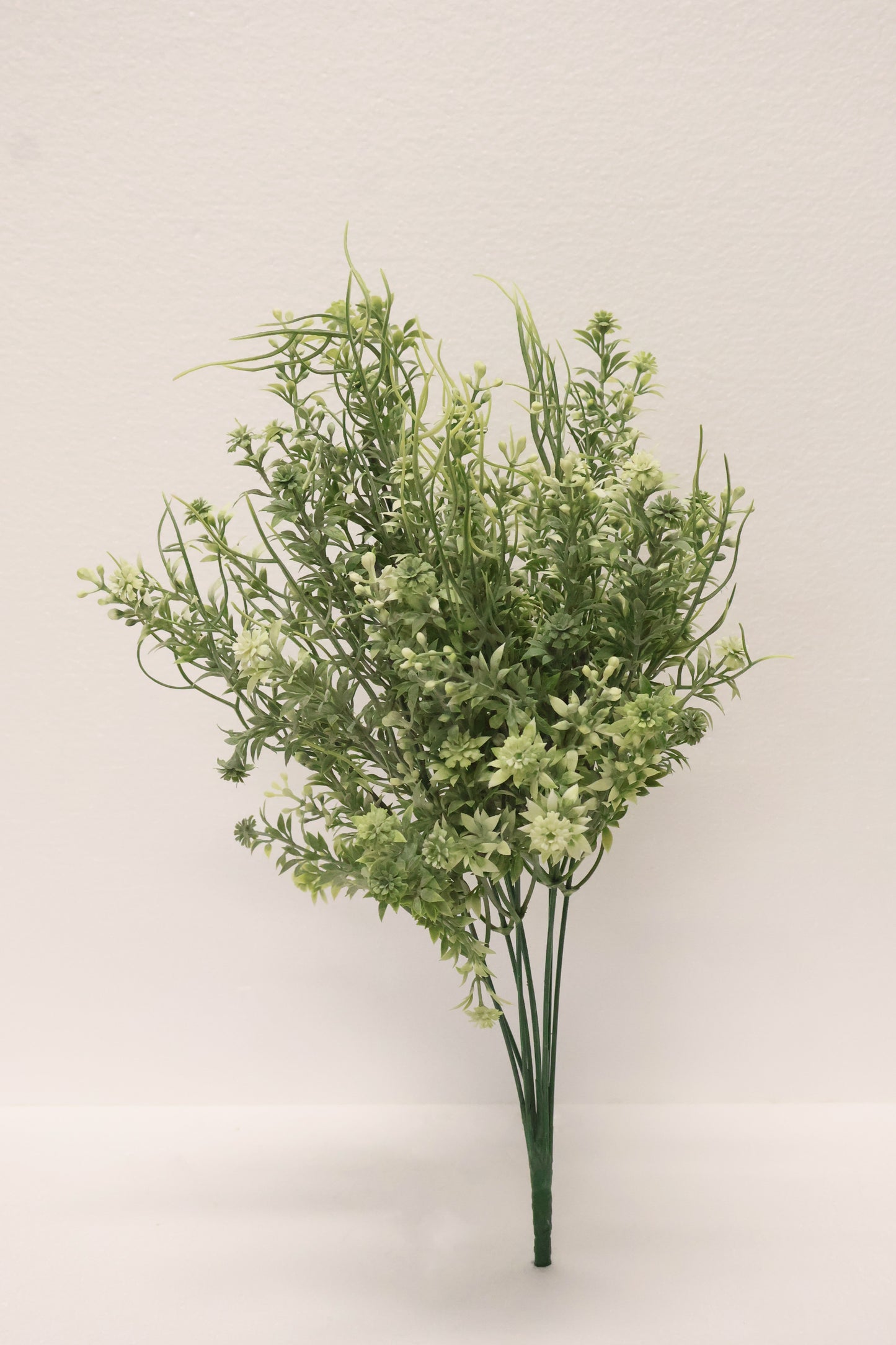 DOUBLE WAXFLOWER BUSH (CHAMELAUCIUM) — 18" (46 cm)