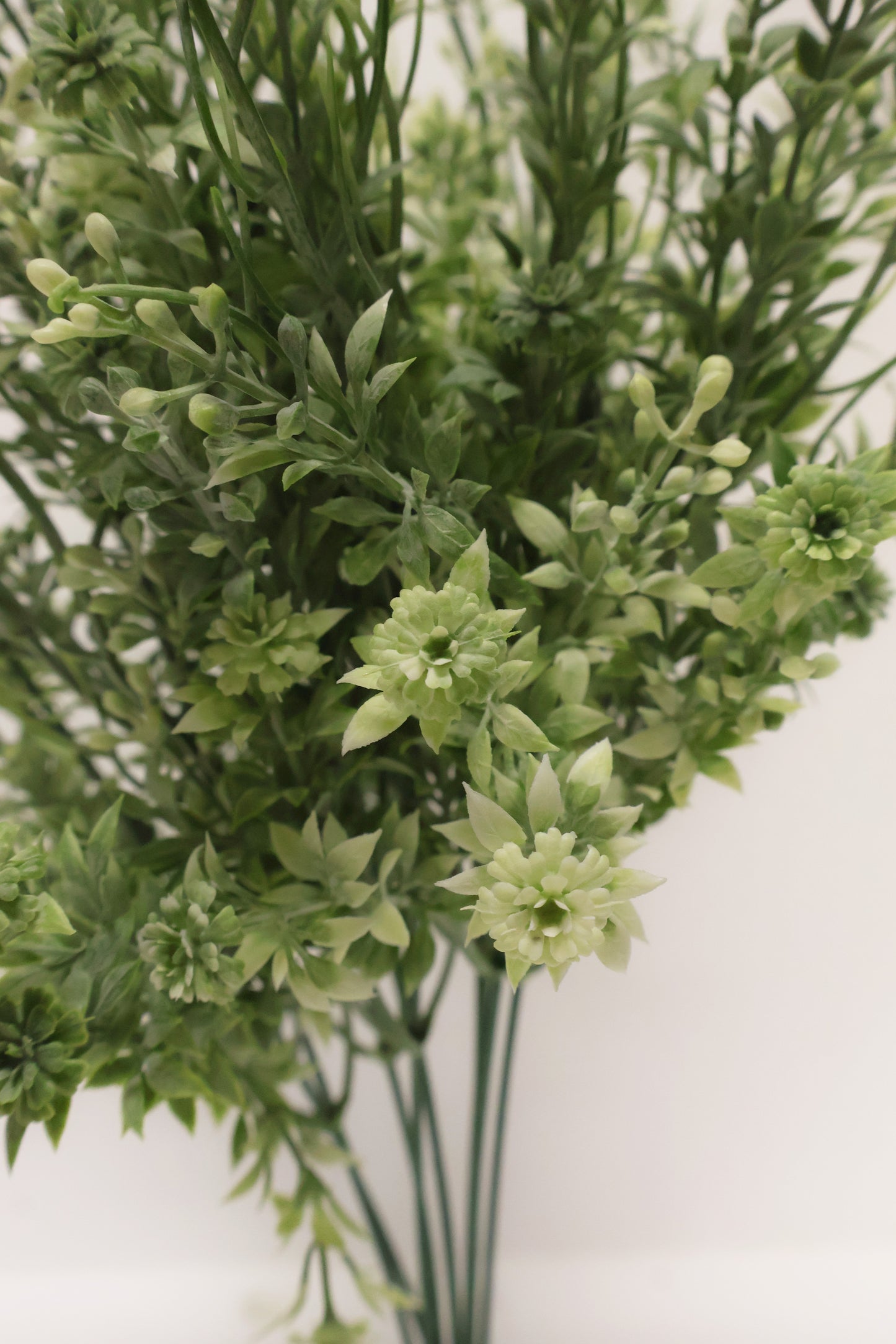 DOUBLE WAXFLOWER BUSH (CHAMELAUCIUM) — 18" (46 cm)